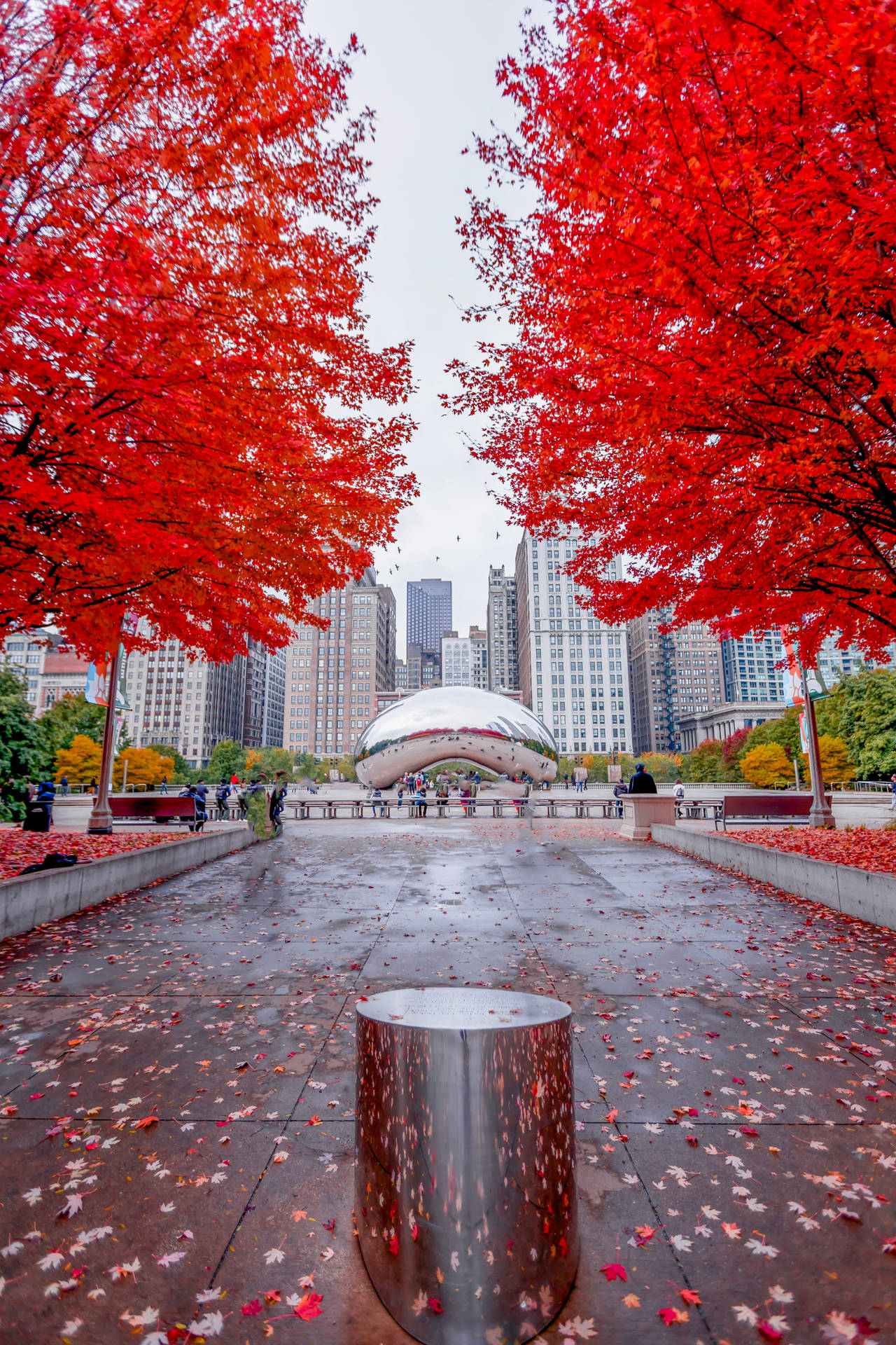 紅色楓樹環繞著城市公園中反射的Cloud Gate雕塑，地上有落葉。