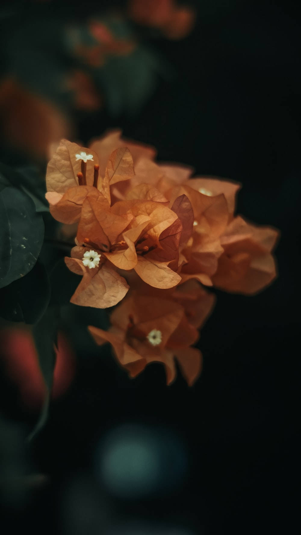 芥末色暗色花瓣花卉 壁紙 — 一簇精緻的橙色三角梅，帶有細小的白色花心，在黑暗模糊的背景中脫穎而出。