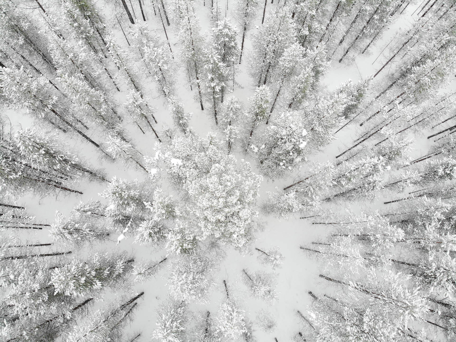 在寧靜的冬季森林中從上方看到的積雪樹木。