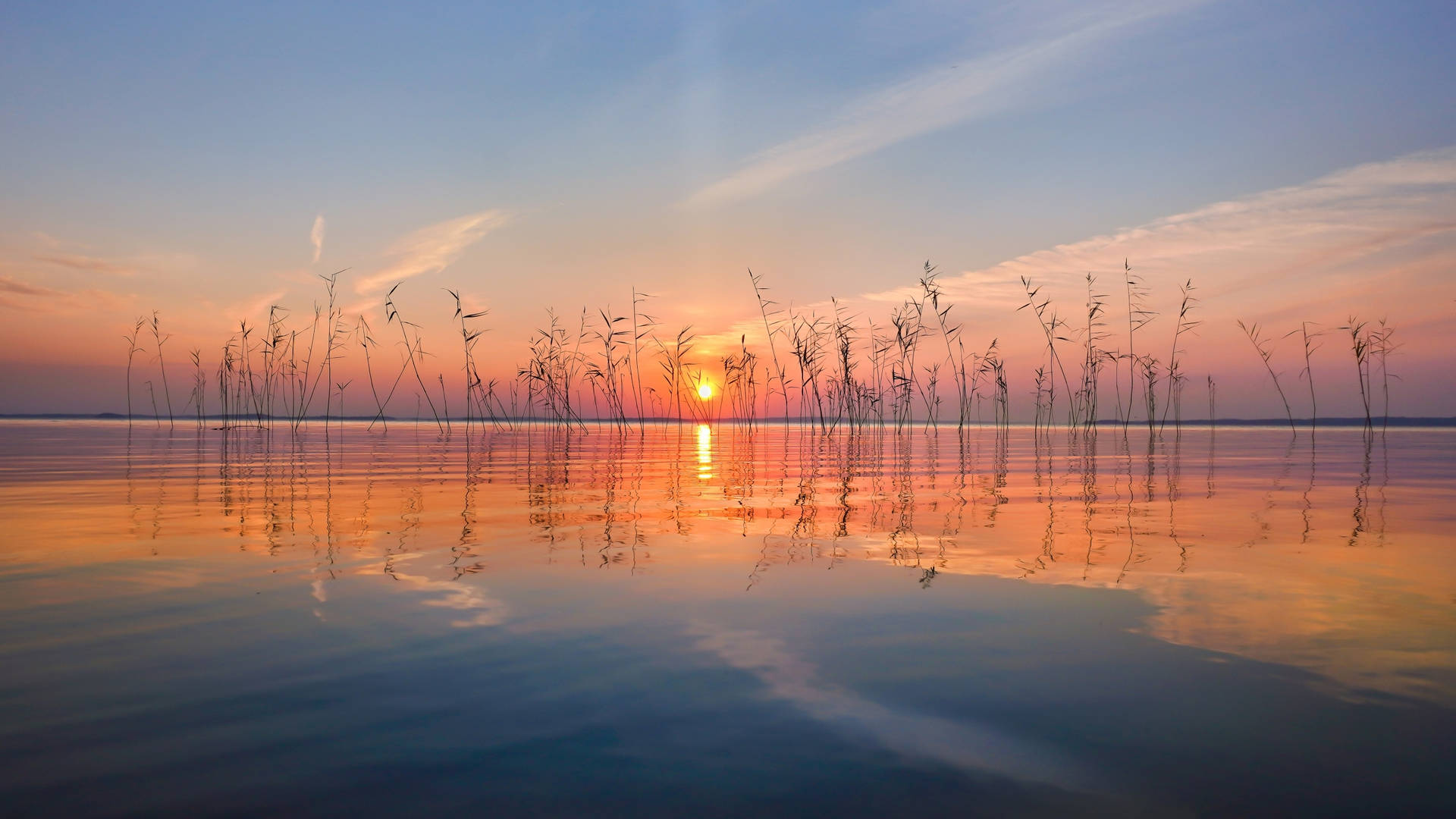 夕陽映照水面，蘆葦在平靜水面投下倒影