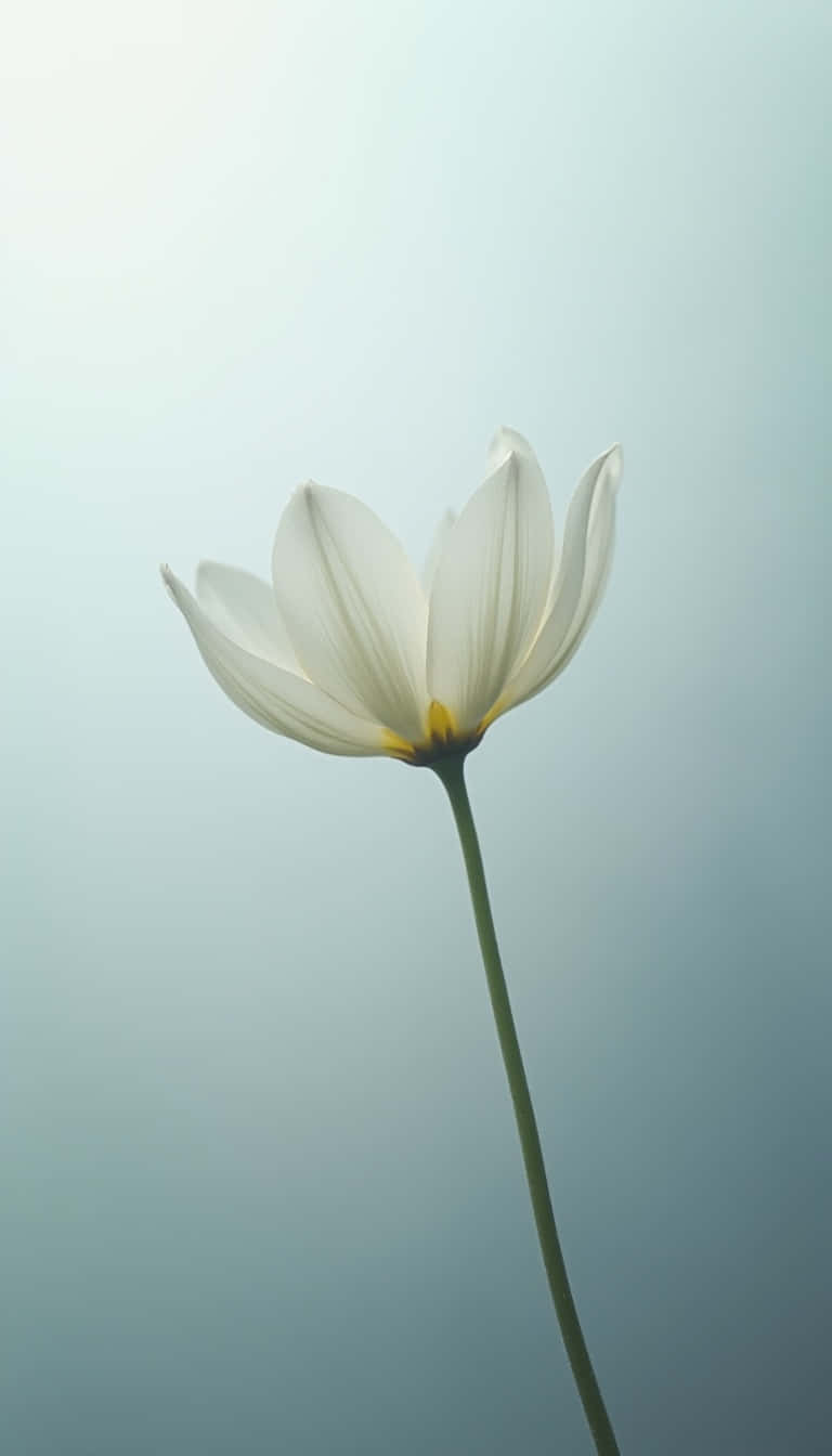 一朵帶有黃色花心的白色花朵在柔和的藍色背景上。