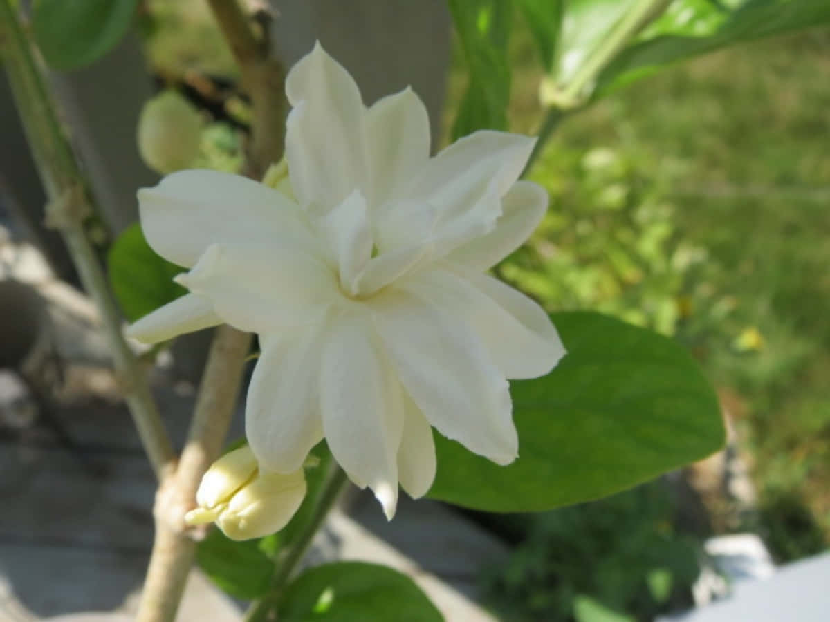 明亮的陽光下白茉莉花與綠葉