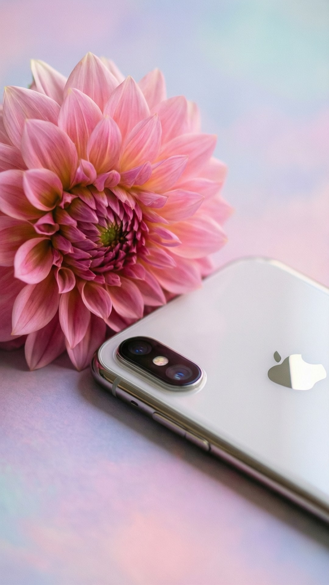 銀色iPhone在粉彩漸變表面上與粉紅色大麗花相鄰