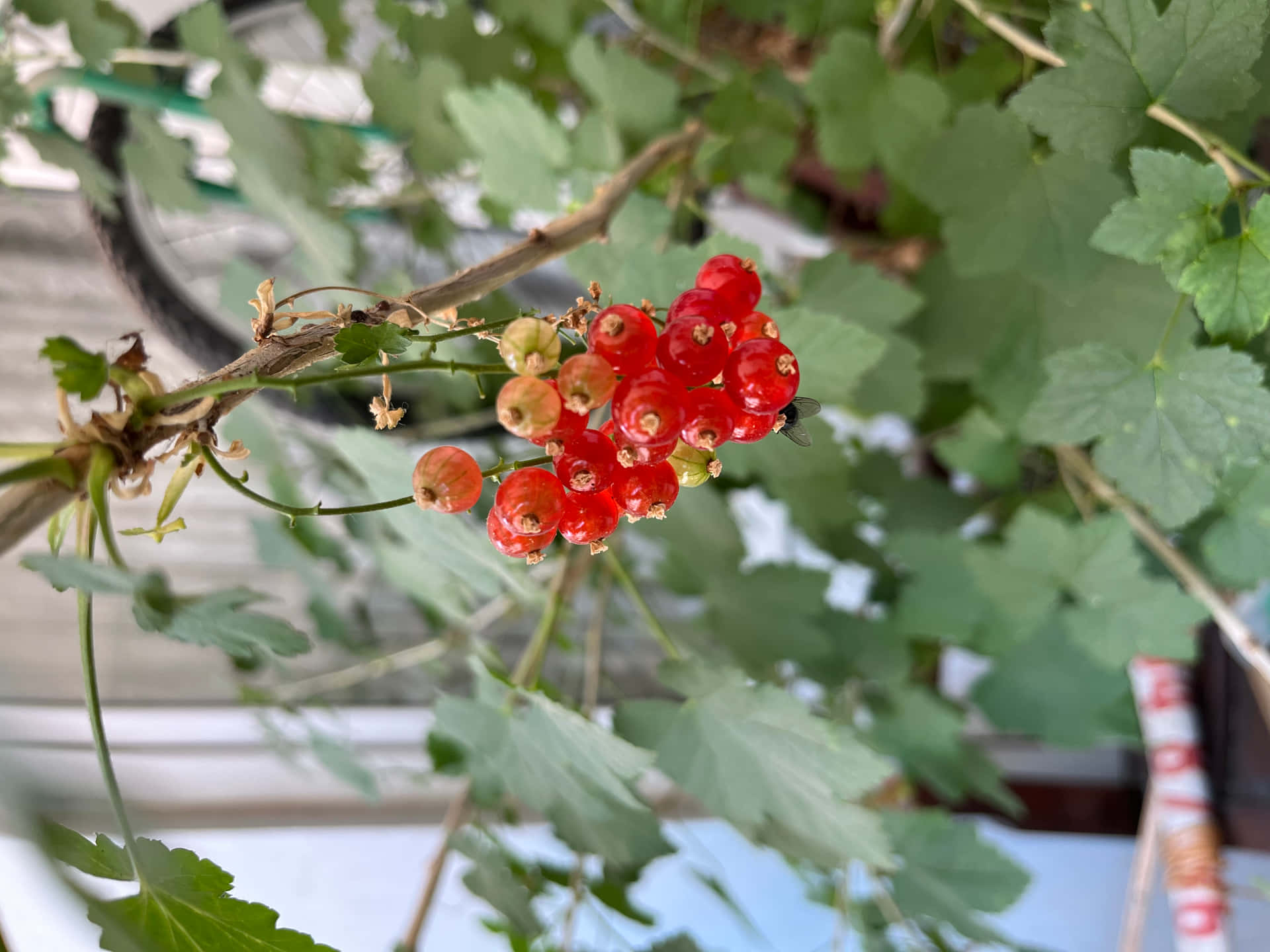 花卉美學壁紙 壁紙 — 鮮紅的紅醋栗簇擁在樹枝上，周圍環繞著茂密的綠葉，沐浴在柔和自然光中。