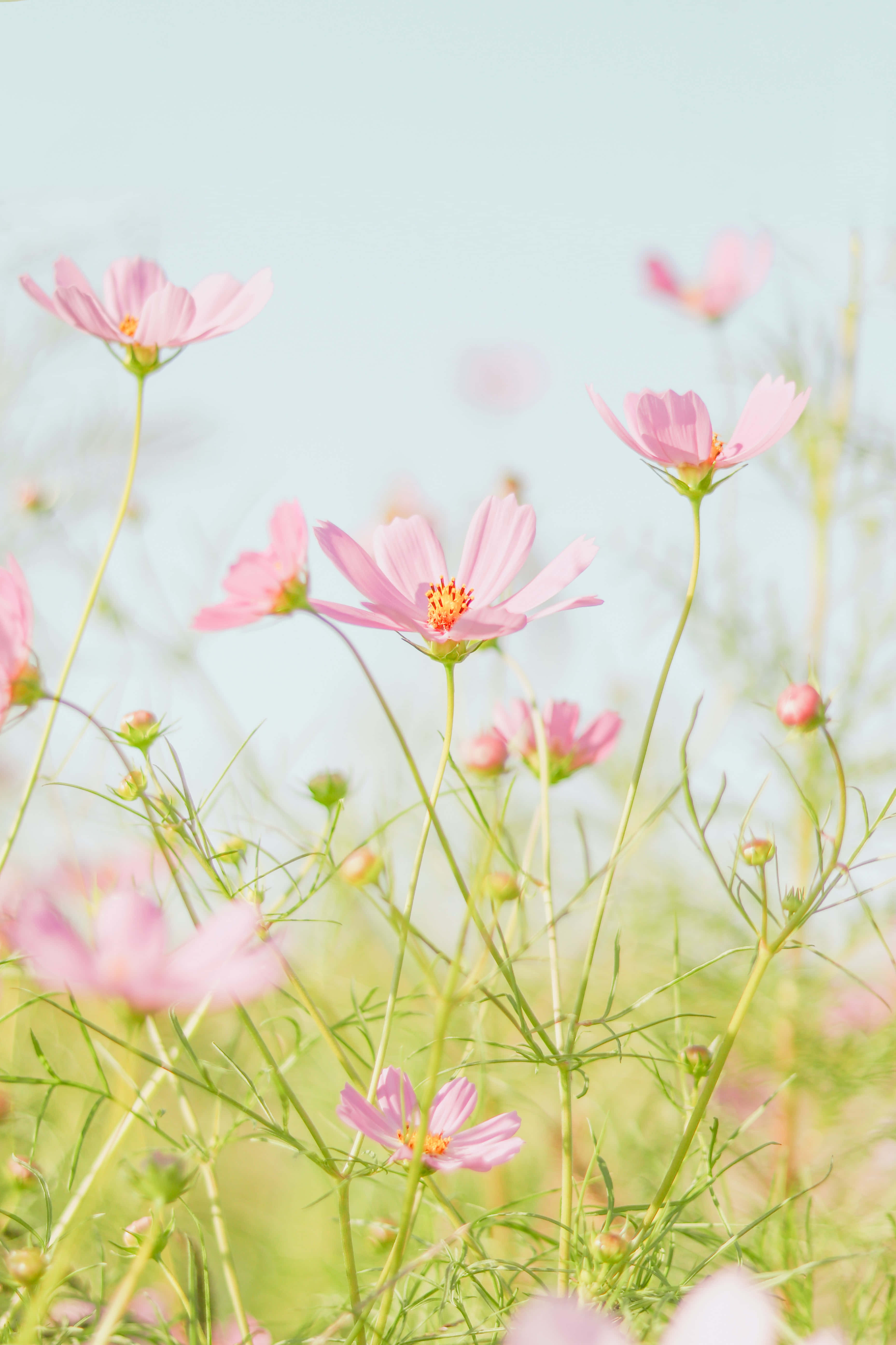 花卉背景 壁紙