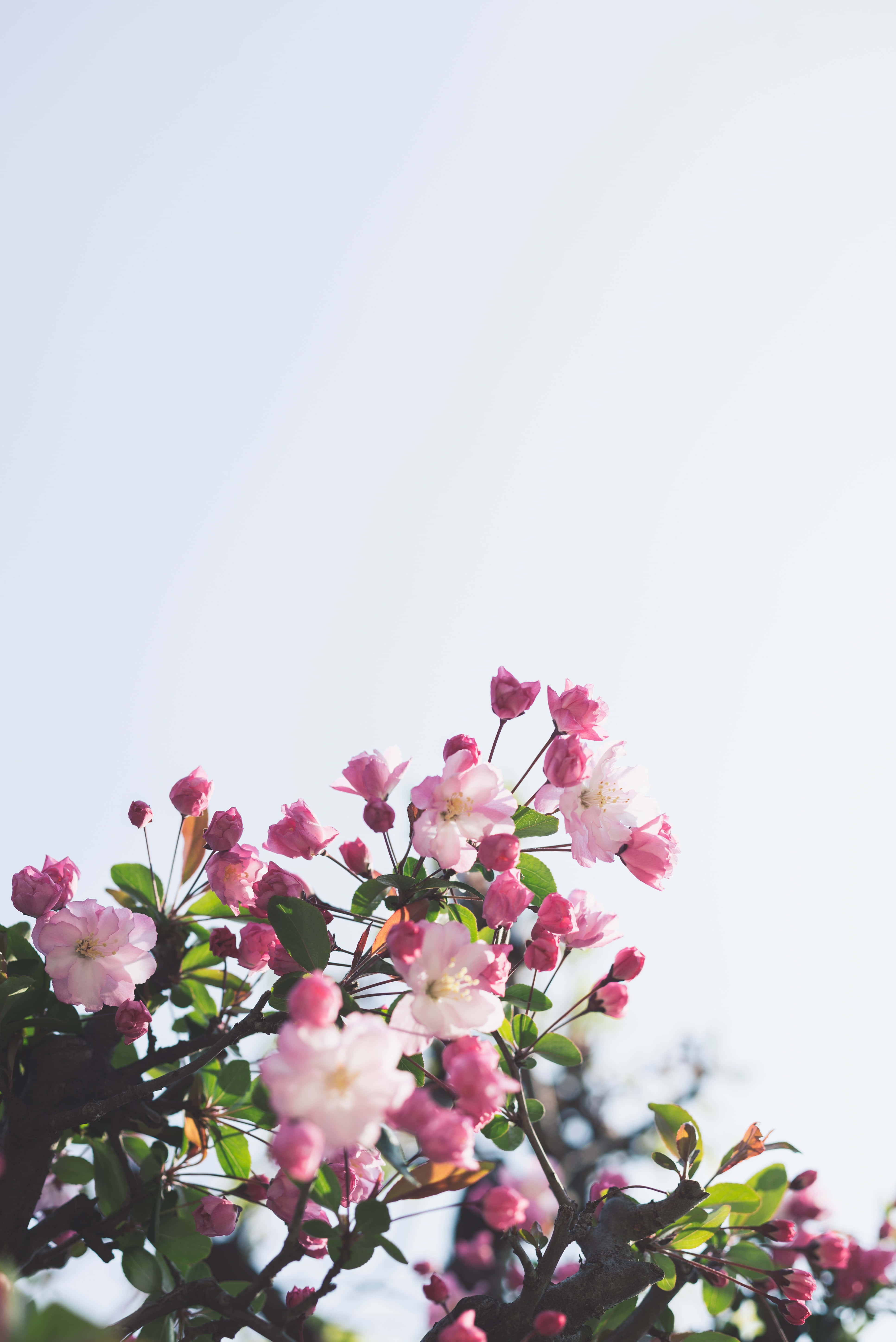 花卉背景 壁紙