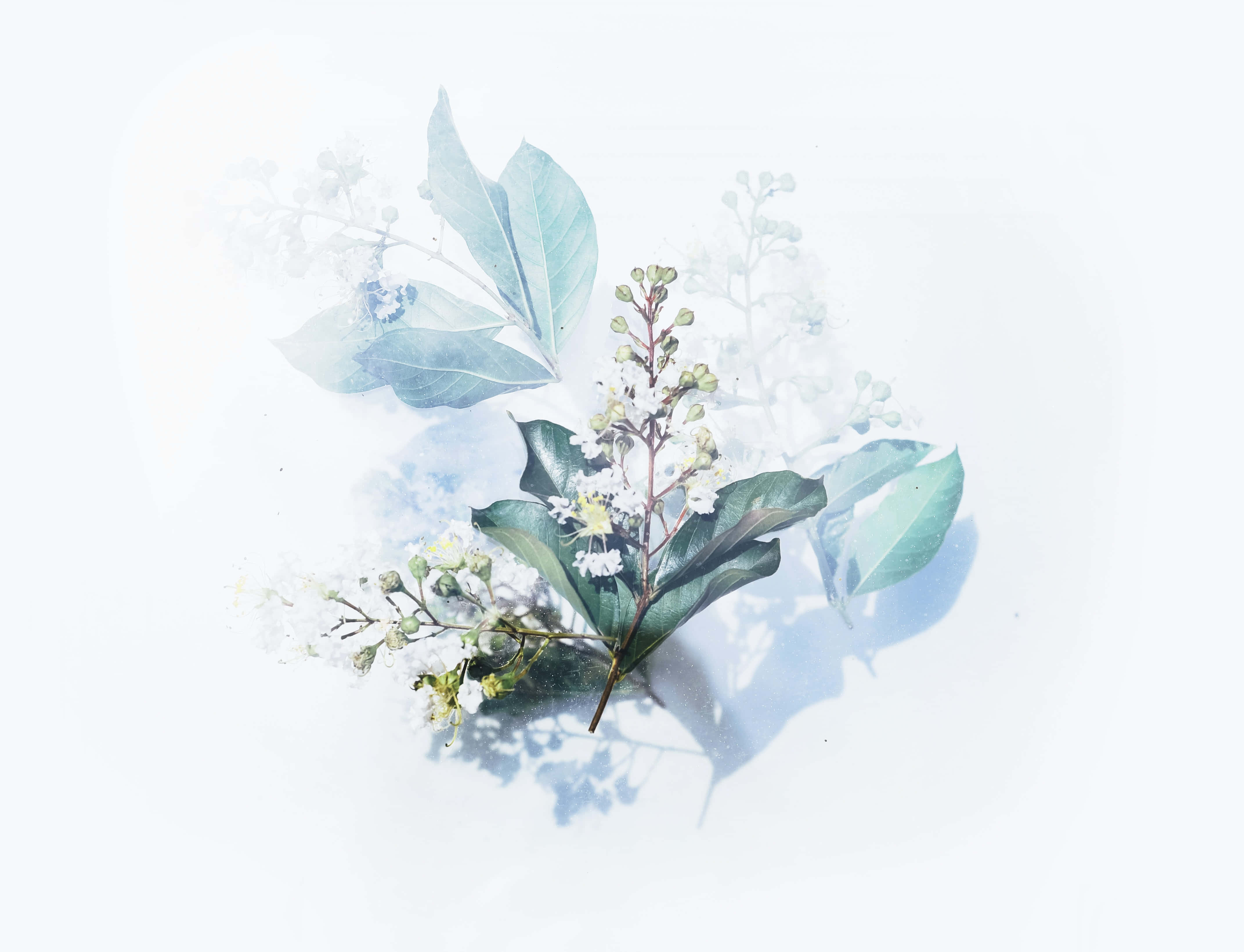 花卉背景 壁紙