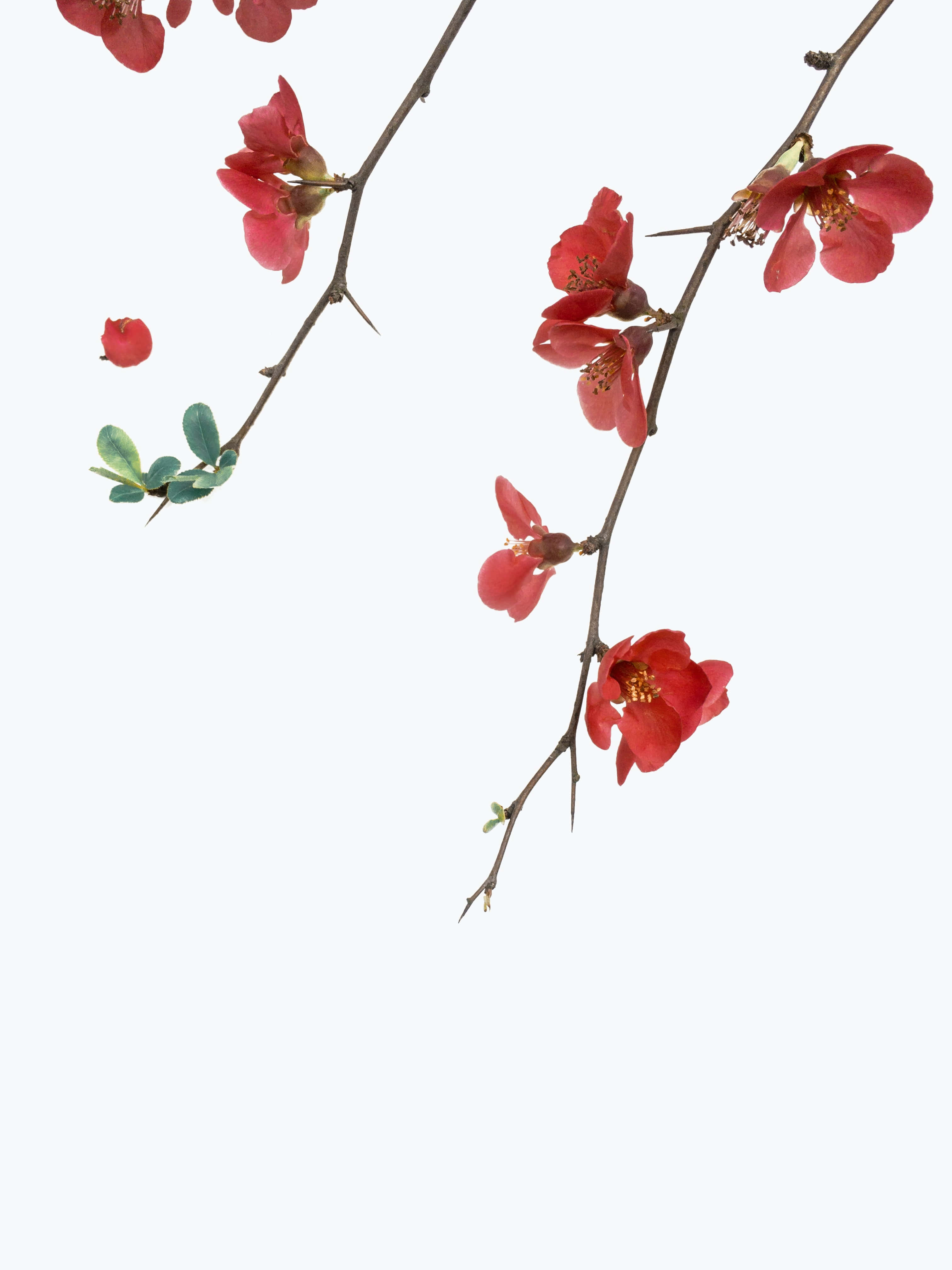 花卉背景 壁紙