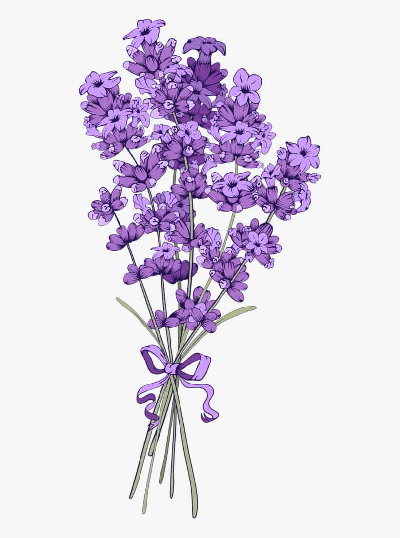 花卉背景 壁紙