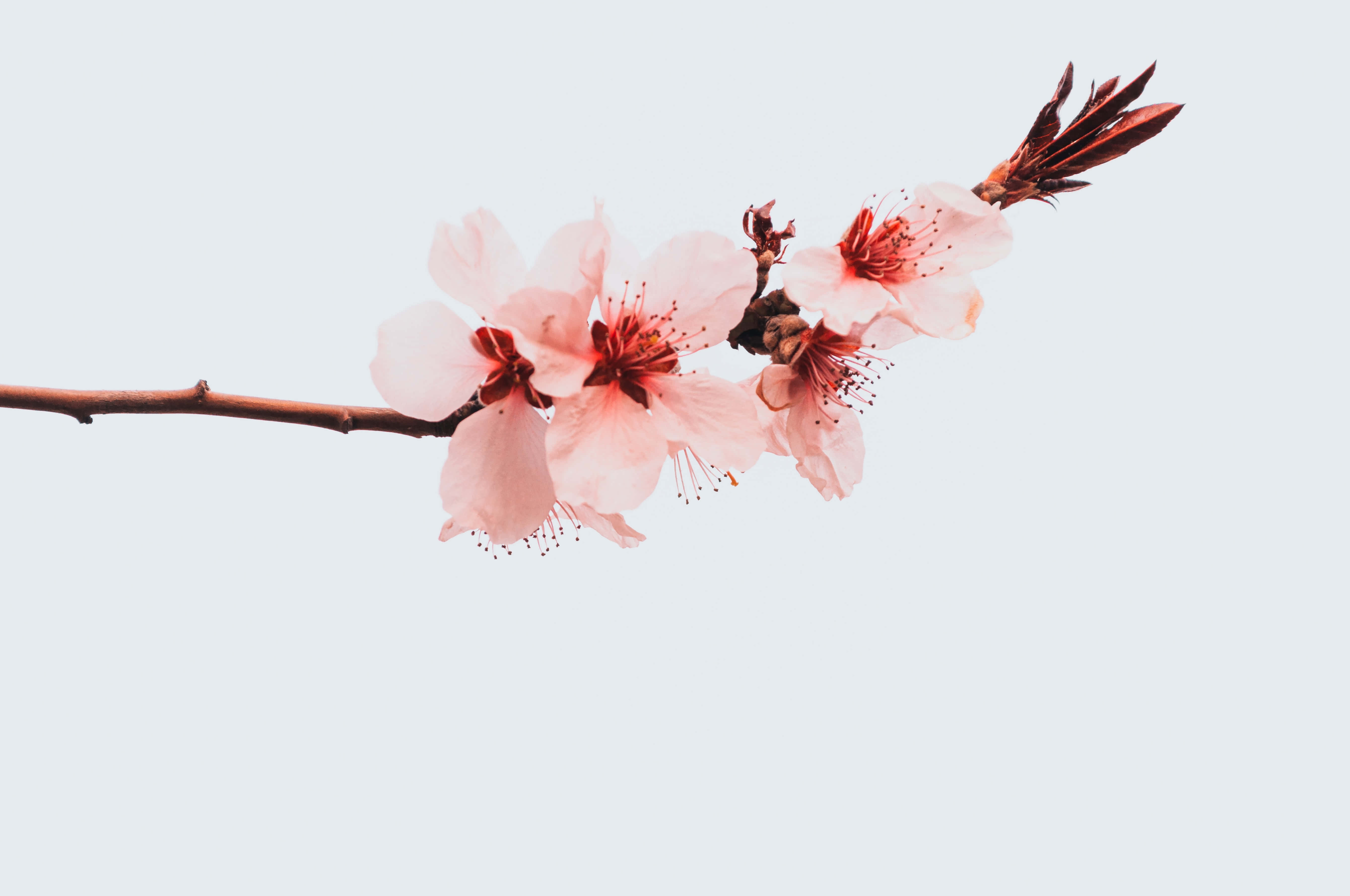花卉背景 壁紙