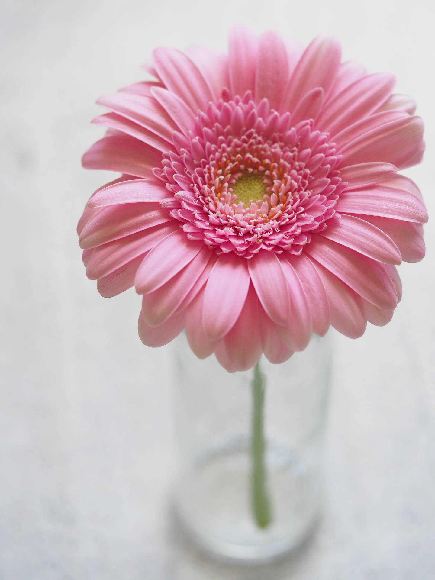白色表面上的透明玻璃花瓶中的粉紅色非洲菊雛菊