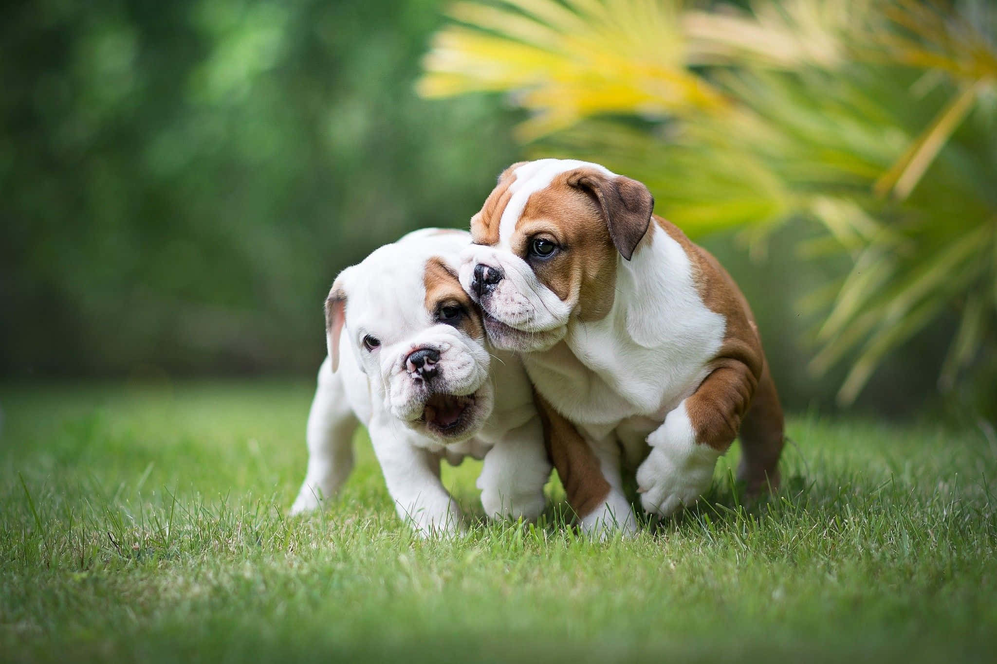 花園中嬉戲的鬥牛犬幼犬圖 壁紙 — 兩隻可愛的鬥牛犬幼犬在柔和的自然光下，在充滿活力的綠色草地上嬉戲地互相蹭鼻子。