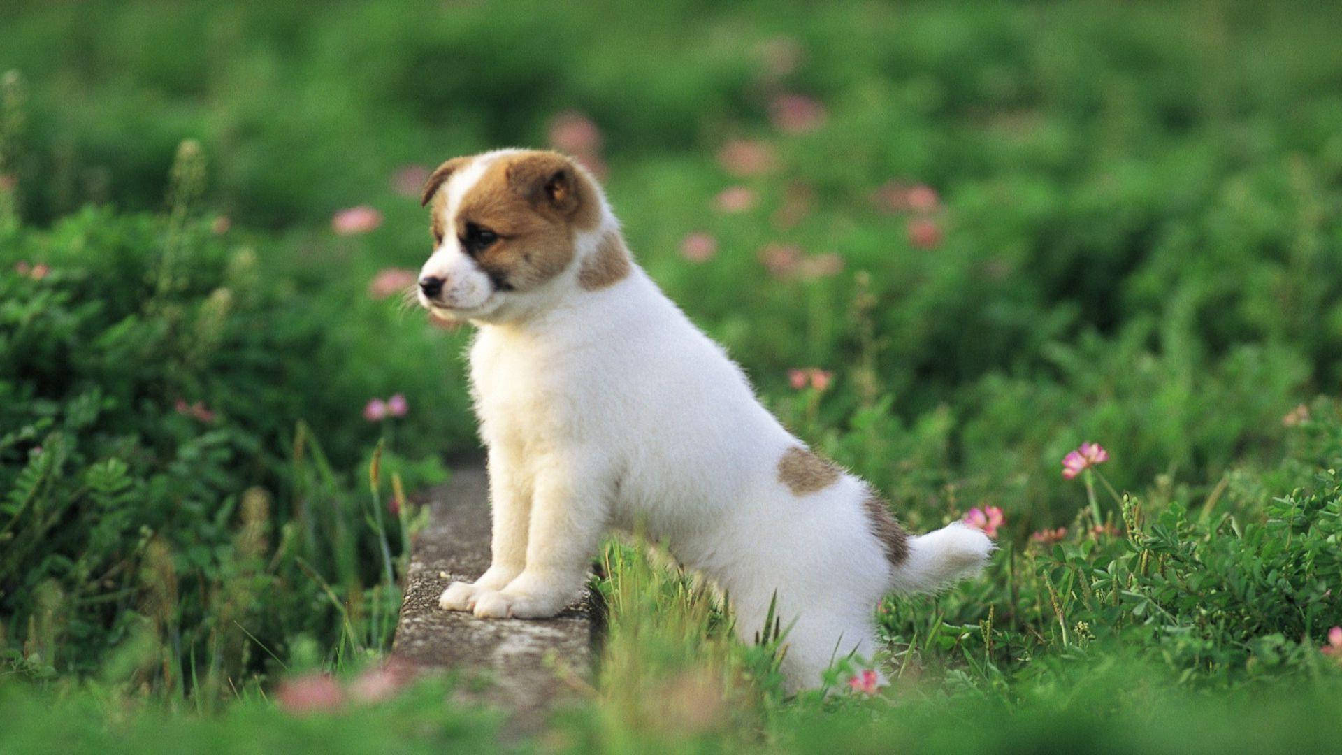 花園中的可愛幼犬 壁紙 — 一隻細小的白色和棕色小狗警覺地坐在一條石徑上，周圍是茂密的綠草和散落的粉紅色花朵。