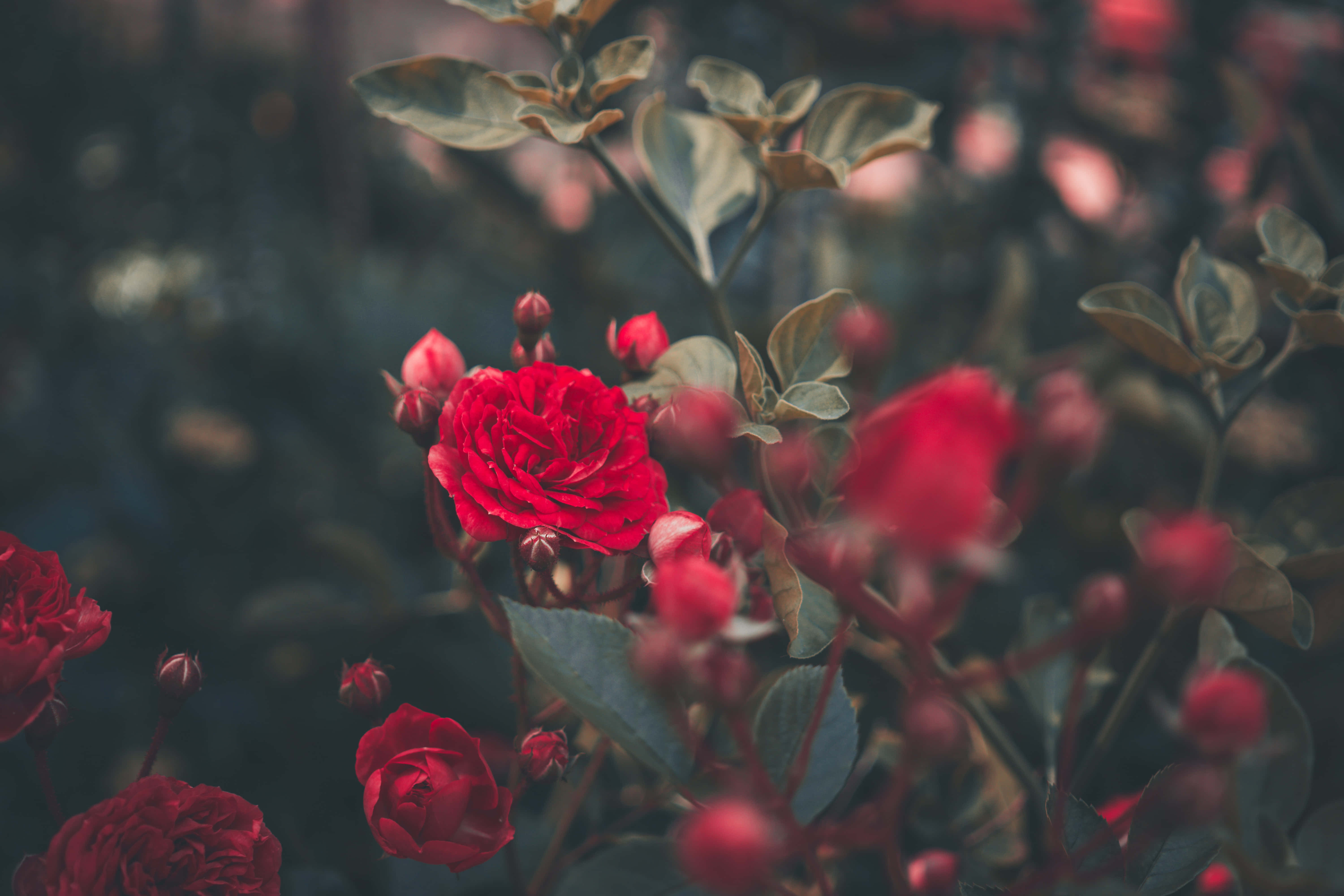花園中的紅玫瑰 壁紙