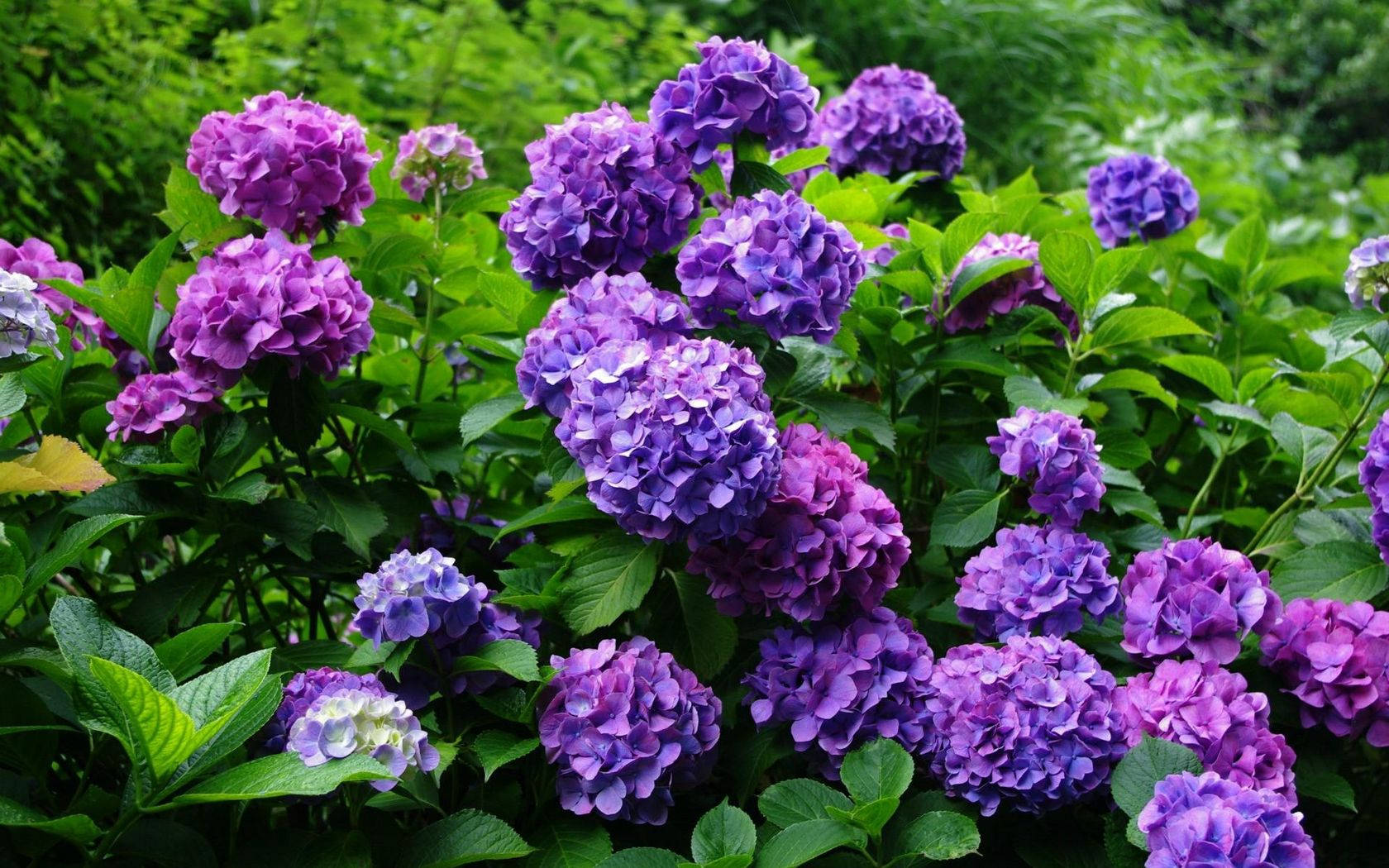 紫色繡球花與綠葉，在花園中