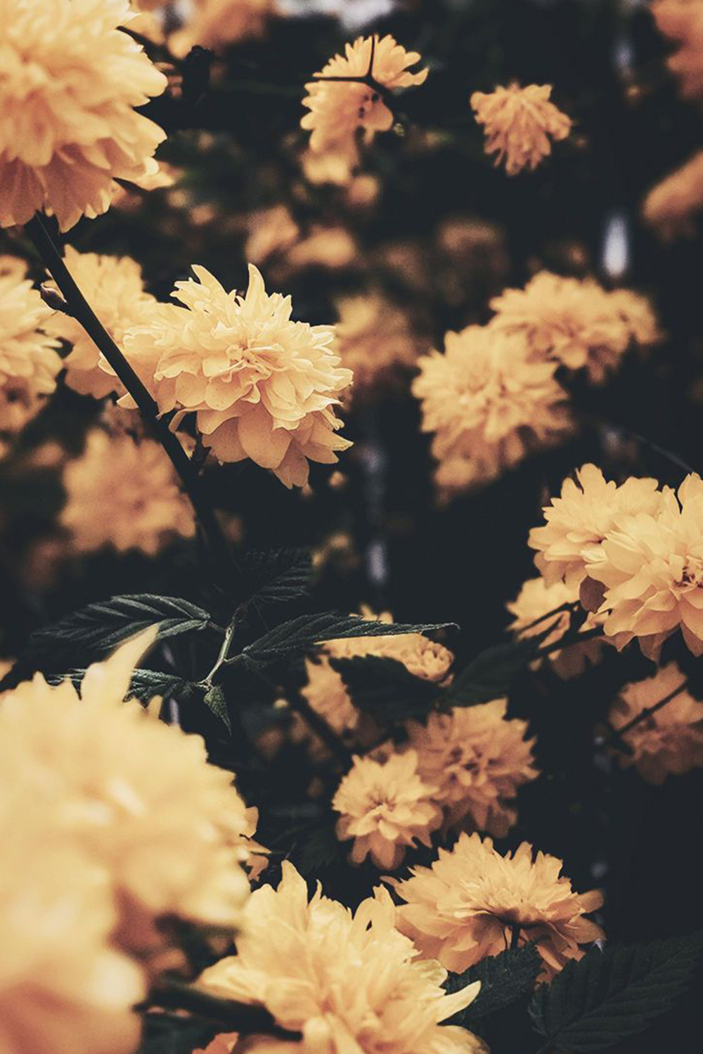 花園中的黃色花朵 壁紙