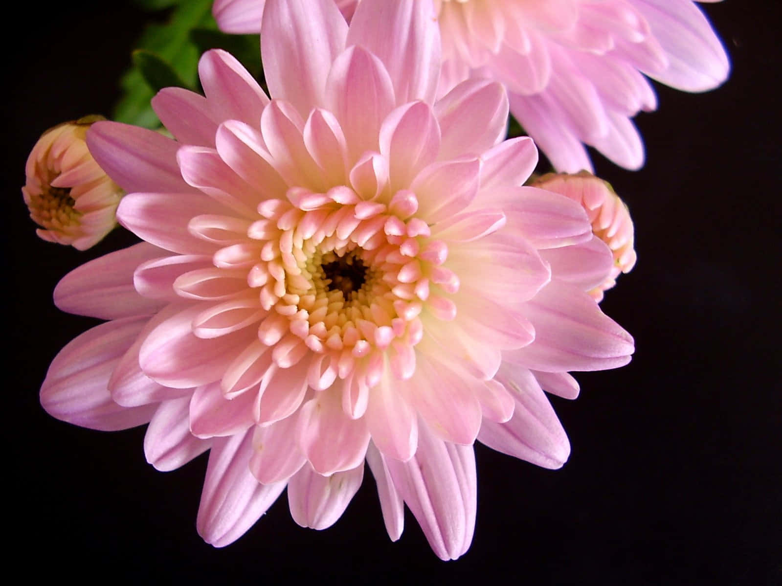 花園中盛開的菊花 壁紙 — 黑色背景上，柔軟粉紅色菊花嘅特寫，花瓣層層疊疊，中心係黃色。