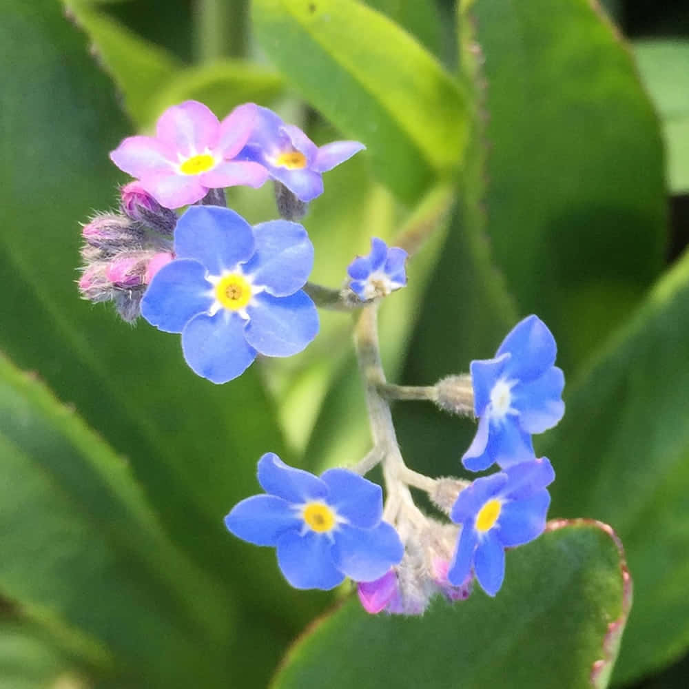 花園中鮮豔的勿忘我花 壁紙 — 鮮豔的藍色和粉紅色勿忘我花，黃色花心，在柔和的自然光下，在茂密的綠葉中盛開。