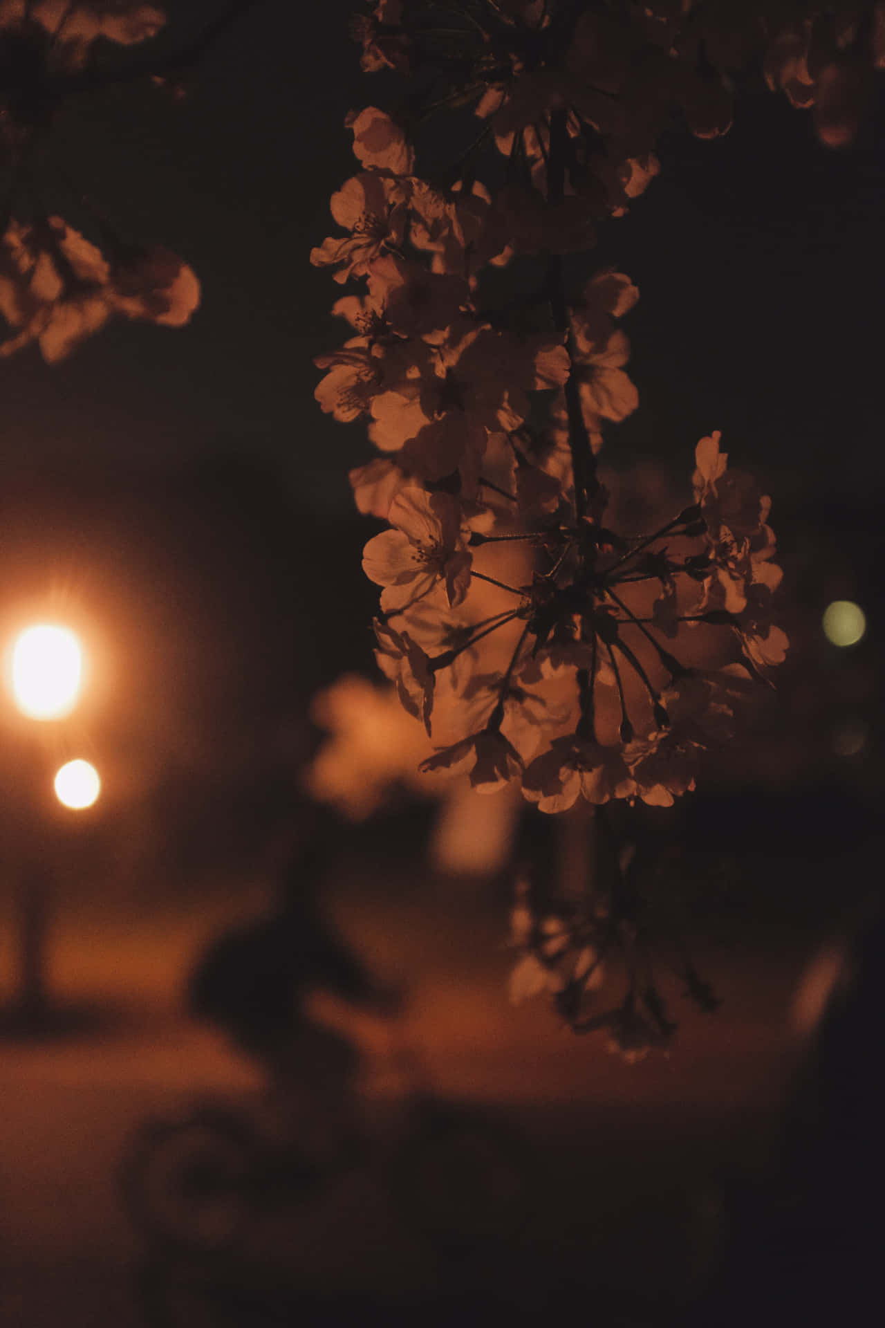 夜間街燈照亮櫻花，帶有柔和散景。
