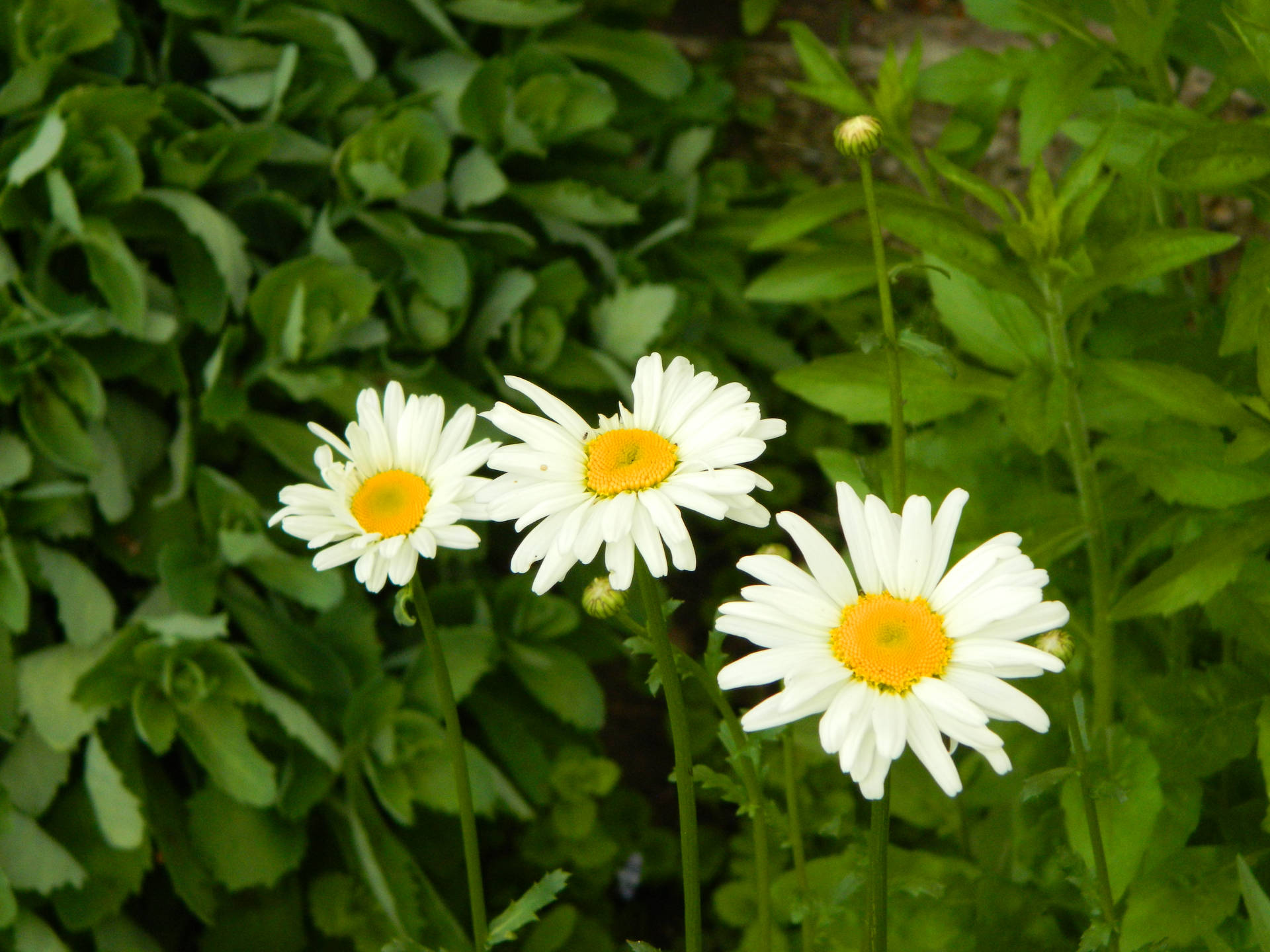 三朵白色雛菊，黃色花心，生長在綠色花園中。