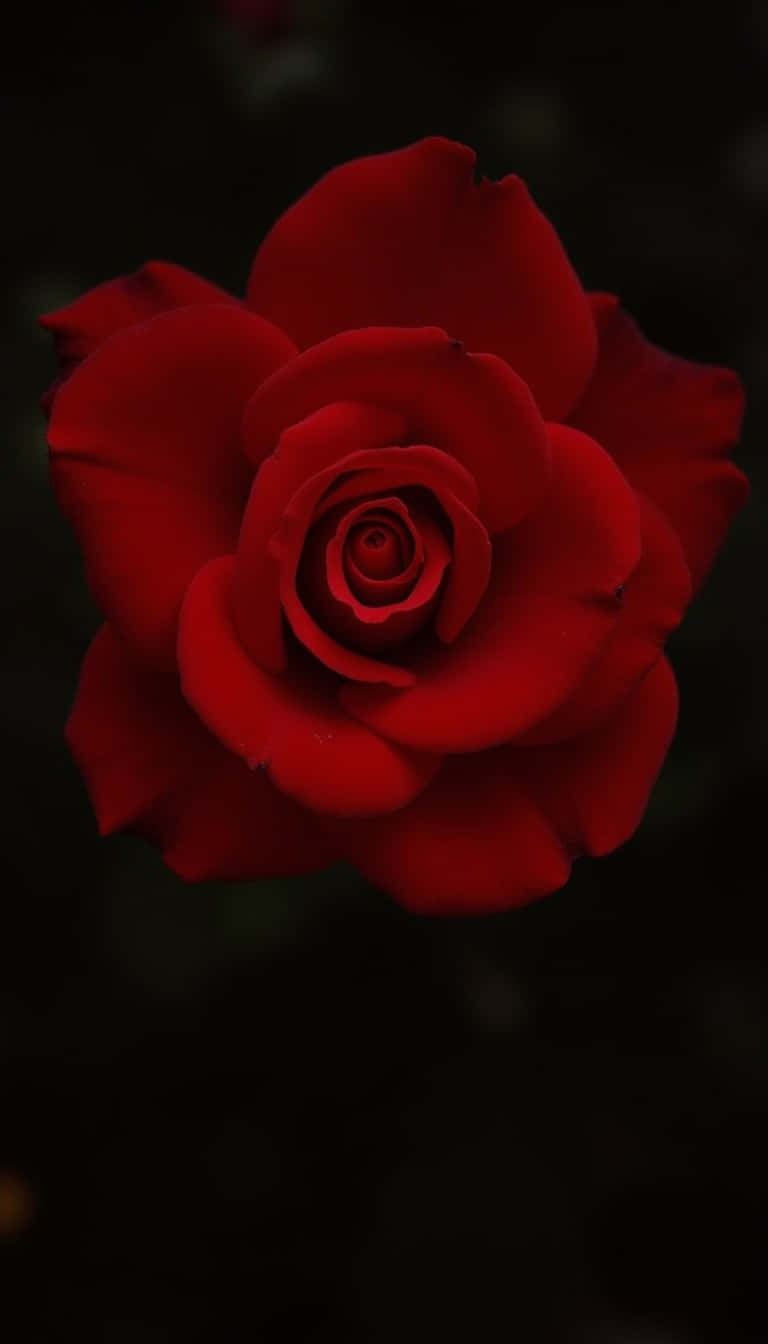 一朵盛開的紅玫瑰在黑色背景上。