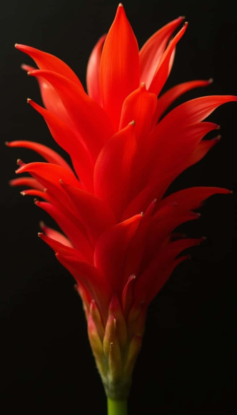 黑色背景上帶有綠色莖的紅色尖刺花朵