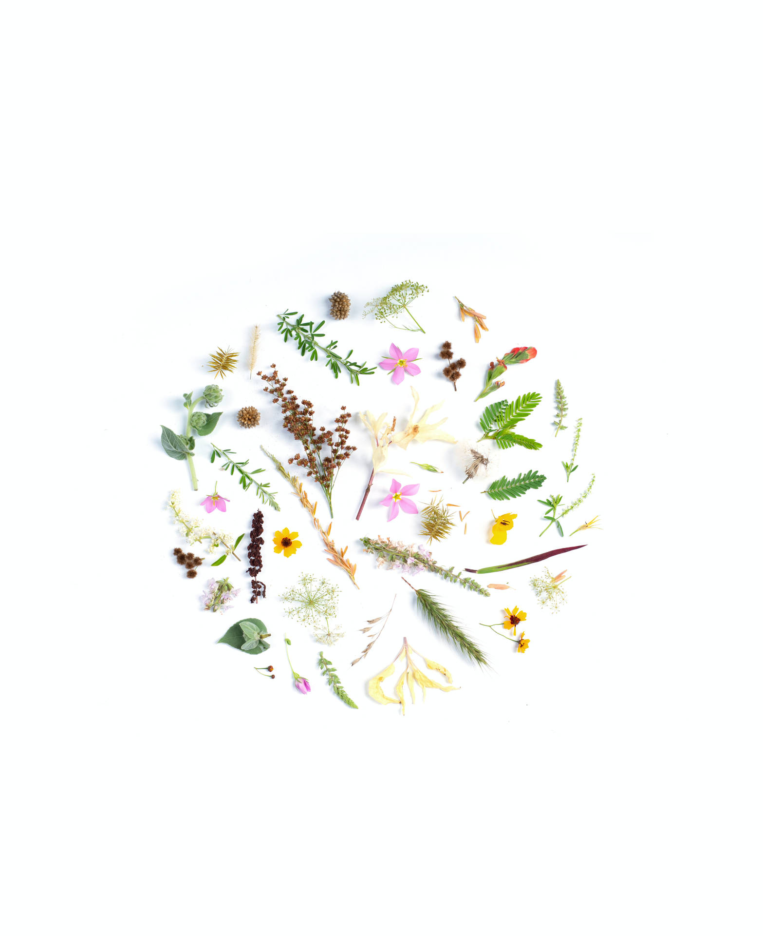 白色背景上各種乾花和葉子的圓形平鋪
