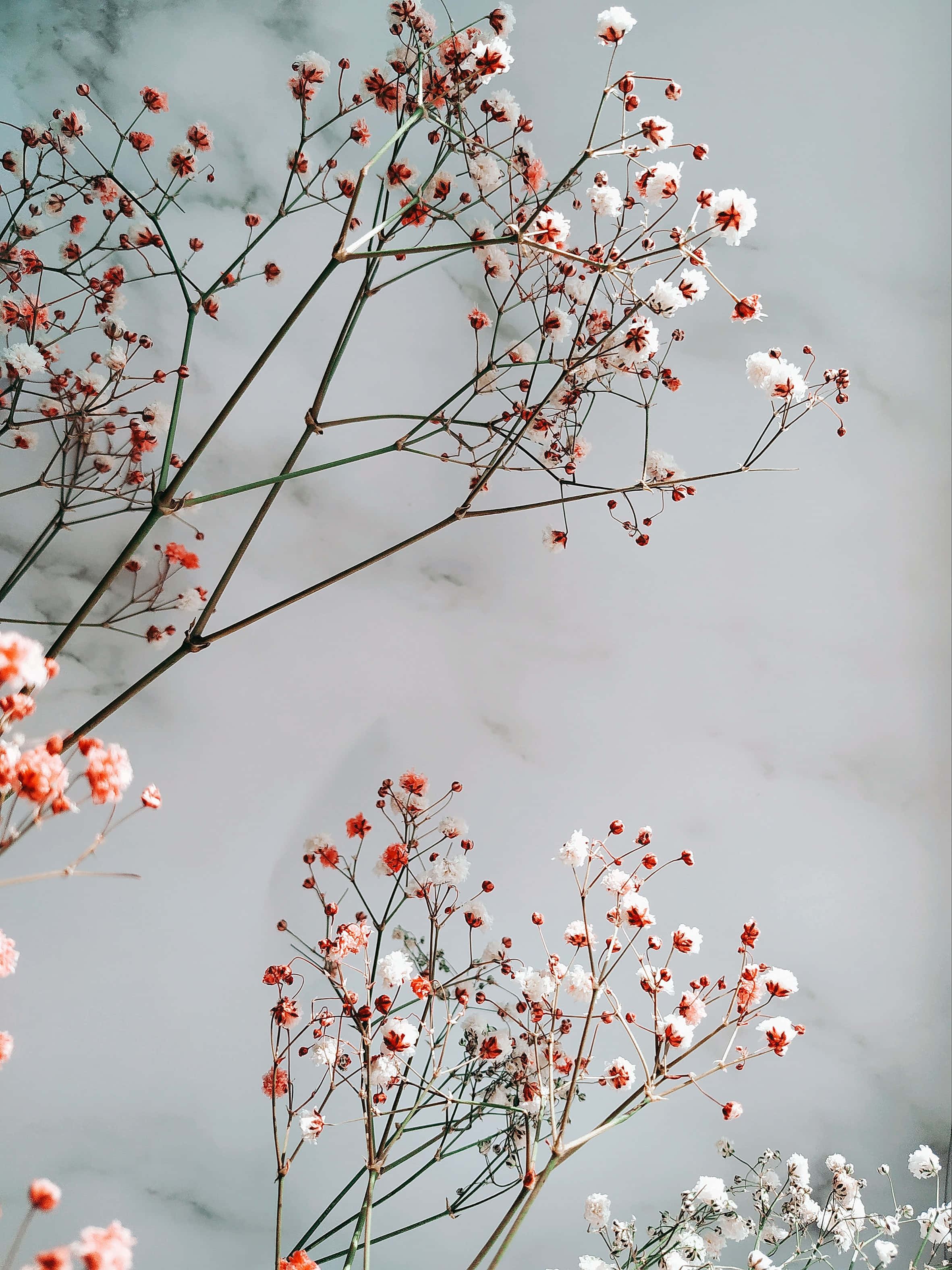 花朵背景 壁紙