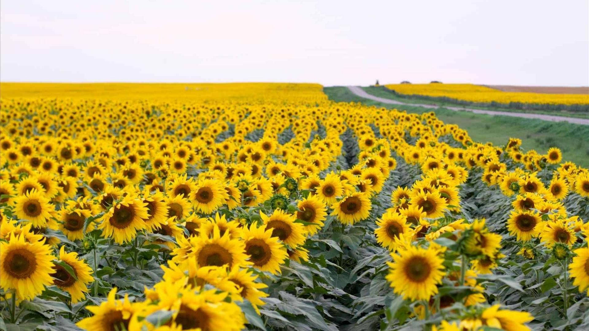田野中的向日葵行列，遠處有一條彎曲的道路。
