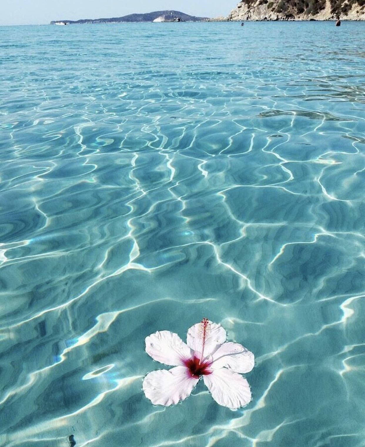 白色芙蓉花漂浮在清澈碧綠的海水上，有漣漪和遠處的陸地。