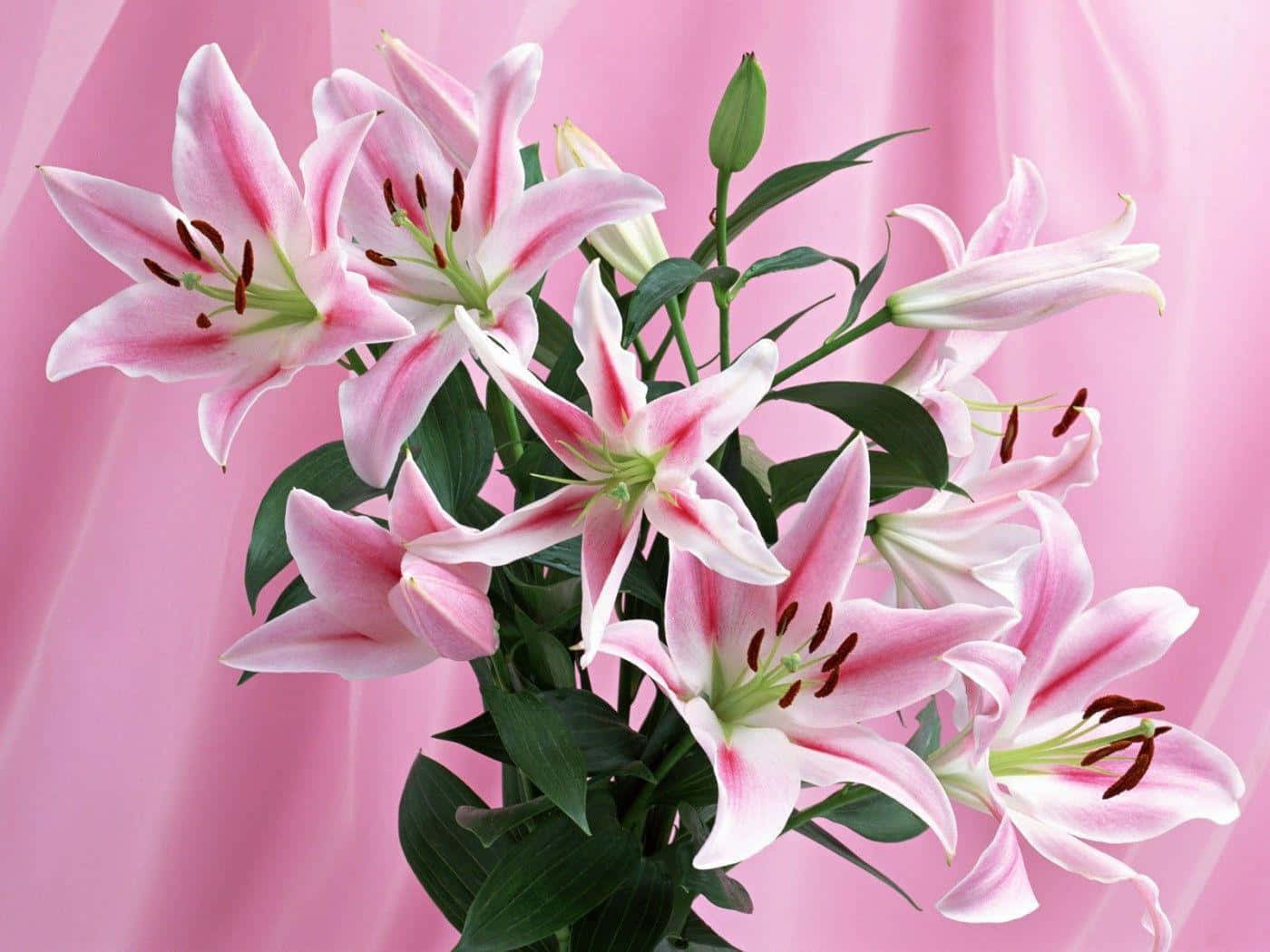 花瓶中的星之百合花 壁紙 — 一束充滿活力的粉紅色百合花，帶有綠色莖和花蕾，在柔軟的粉紅色布料背景上綻放。