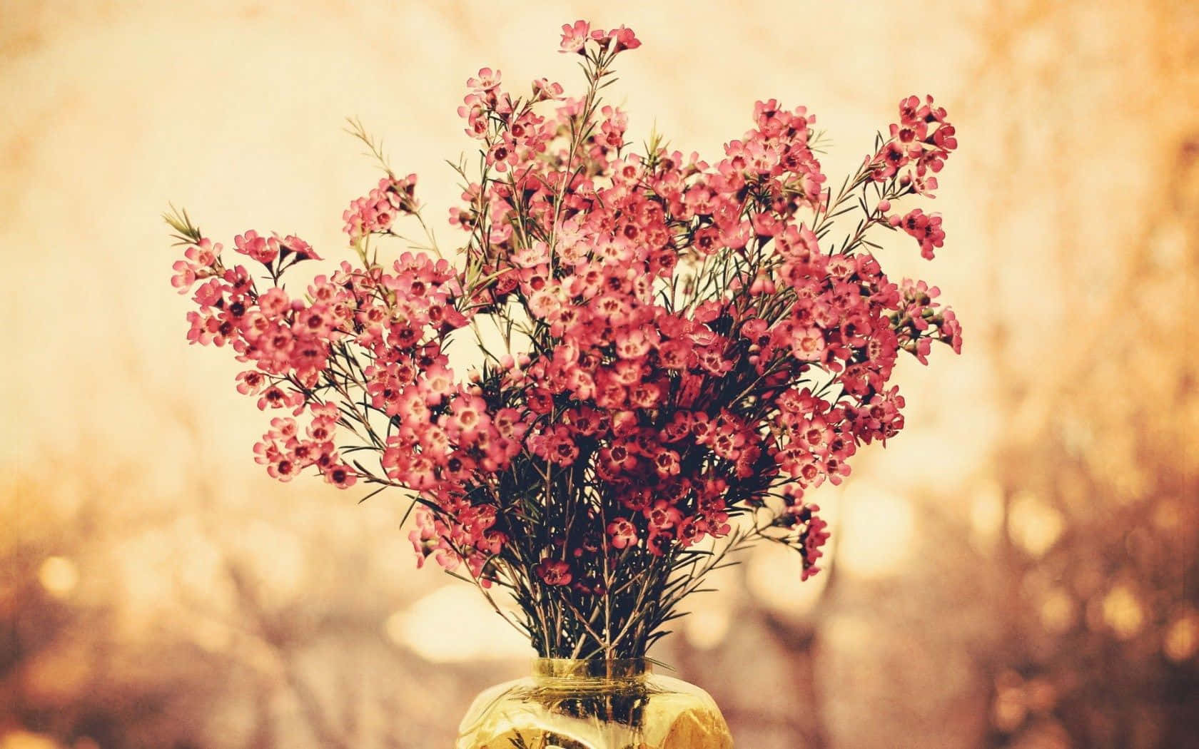玻璃花瓶中的粉紅色花朵，帶有金色光線和柔和背景模糊。