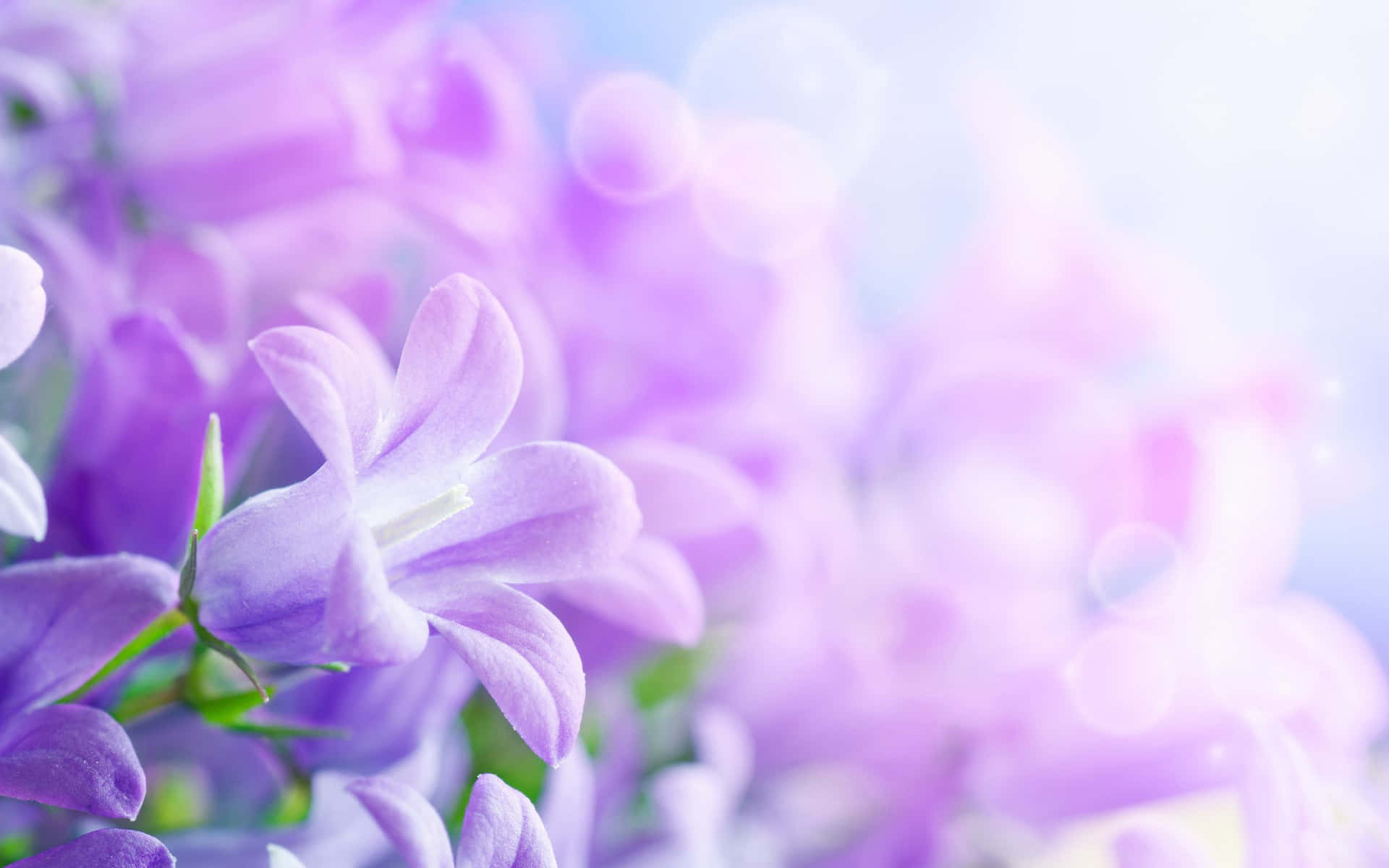 精緻紫色風鈴花的特寫，帶有柔和背景散景和陽光。