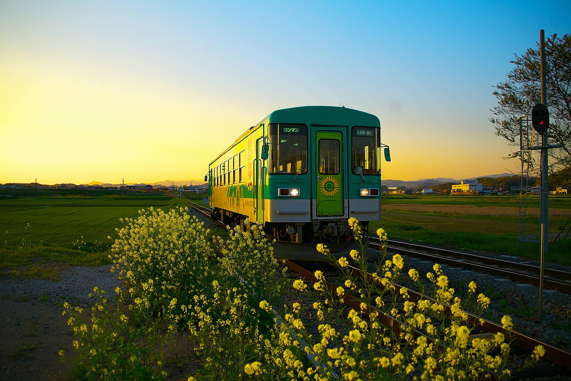 綠色和黃色的火車在日落時分穿過一片黃花田野。
