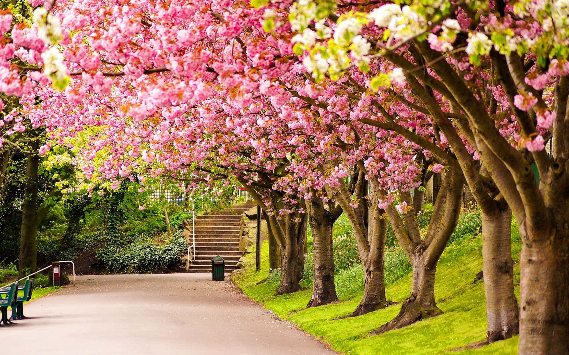 花點時間在公園放鬆 壁紙 — 一條蜿蜒的小徑，被鮮豔的粉紅色櫻花遮蔭，在鬱鬱蔥蔥的綠色公園中拱起。