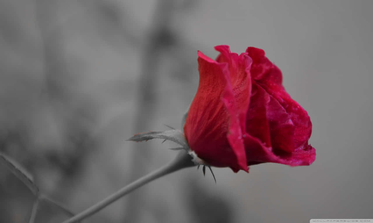 灰階背景中帶有柔和焦點樹枝的紅色玫瑰花蕾。