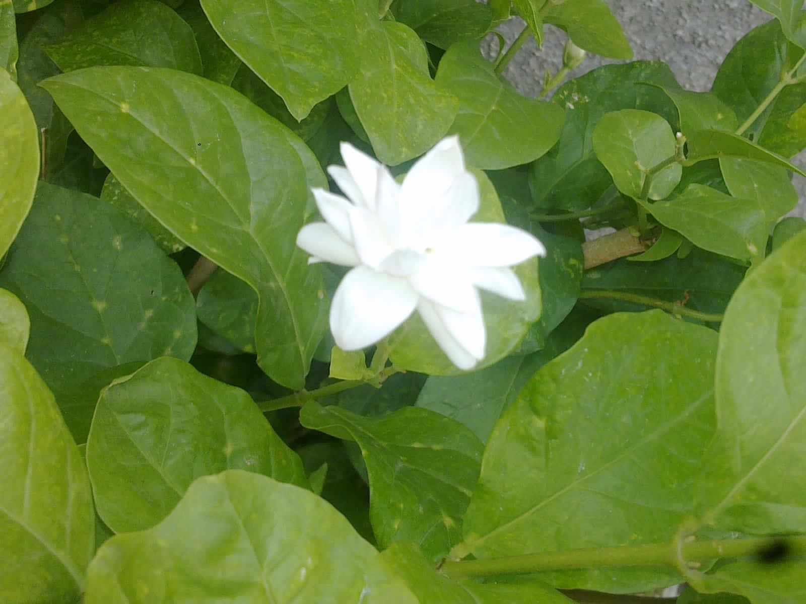 花園中綠葉環繞的白色茉莉花