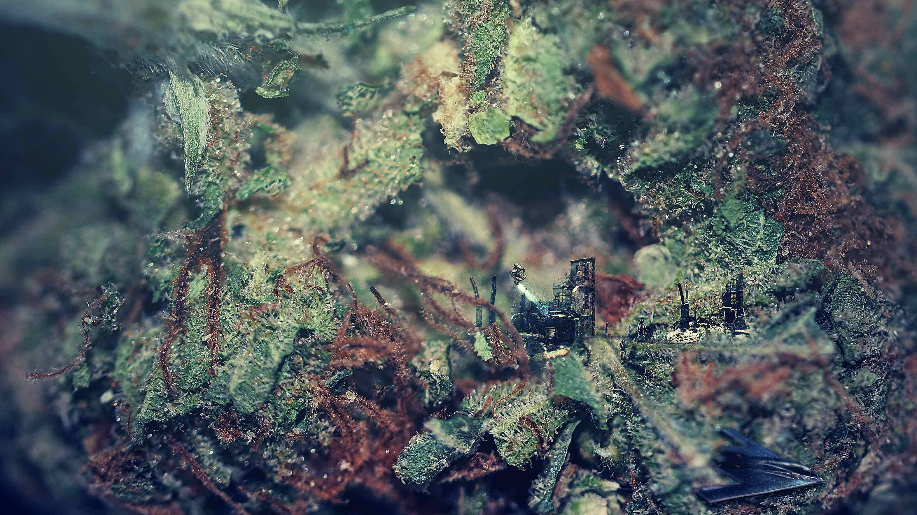 大麻 桌布 壁紙 — 苔蘚地形的微距視圖，微小的迷你結構隱藏在有紋理的綠色和棕色樹葉中。