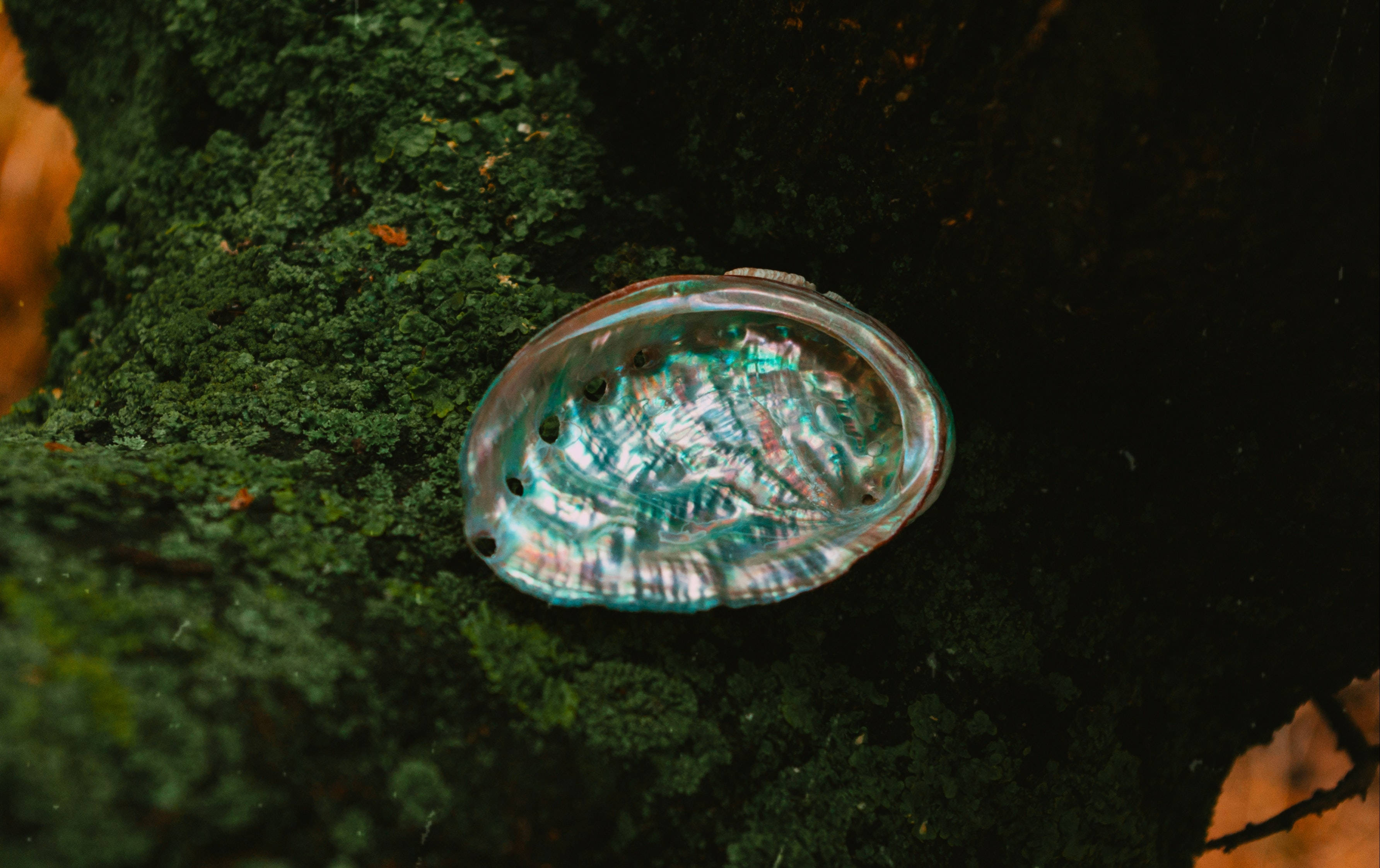 苔蘚石上鮑魚殼 壁紙 — 一個虹彩鮑魚殼擱在長滿苔蘚的表面上，散發出藍綠色和綠色的光芒。