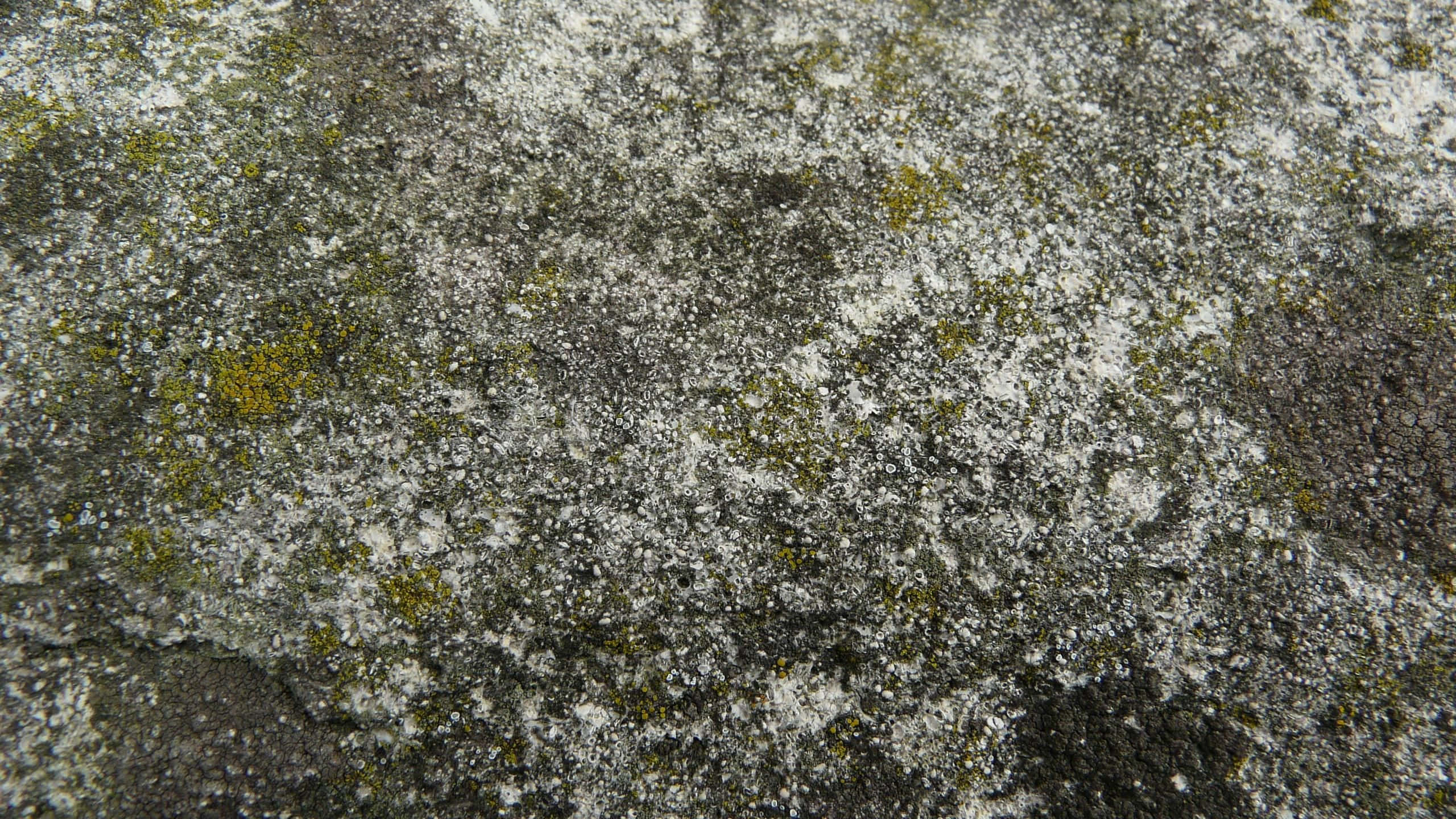 苔蘚石紋圖 壁紙 — 風化岩石表面特寫，覆蓋灰色地衣和黃綠色苔蘚斑塊。