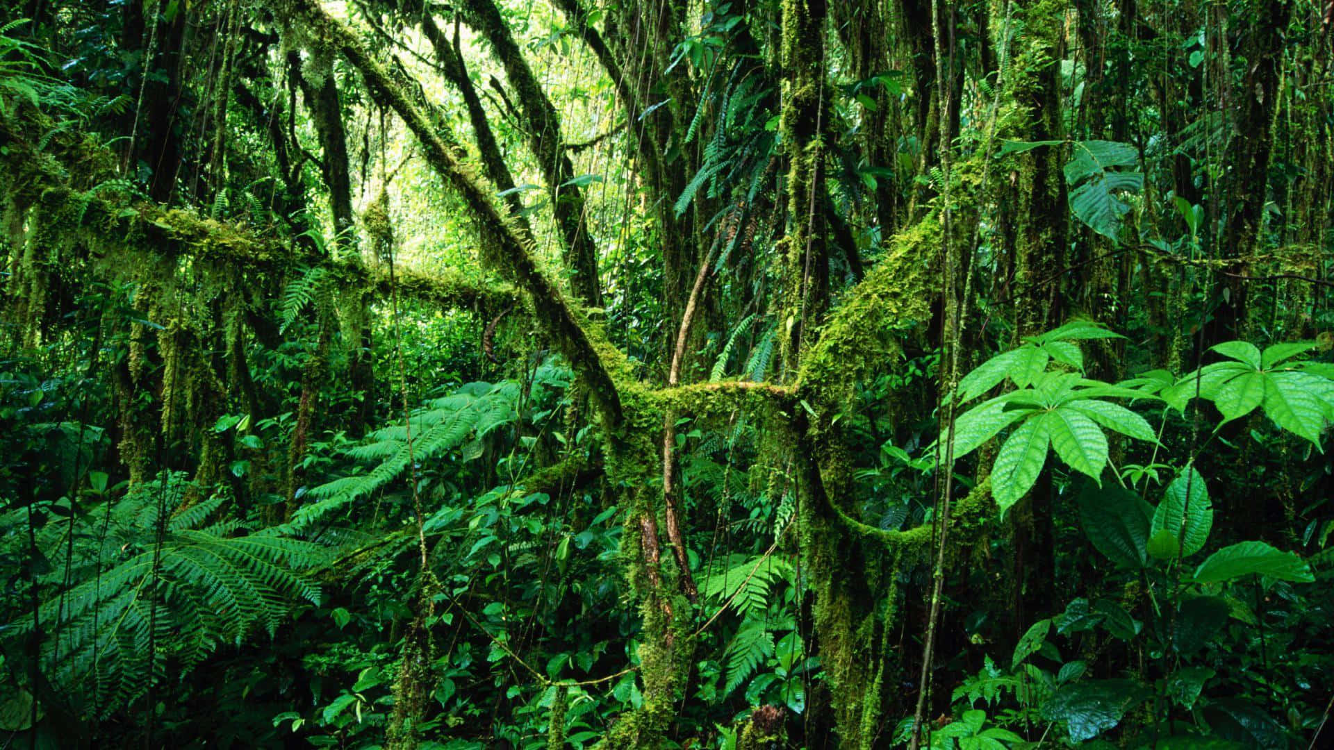 苔蘚覆蓋樹叢林背景 壁紙 — 茂密的翡翠綠叢林樹冠，長滿苔蘚的樹木和蕨類植物沐浴在斑駁的陽光下。