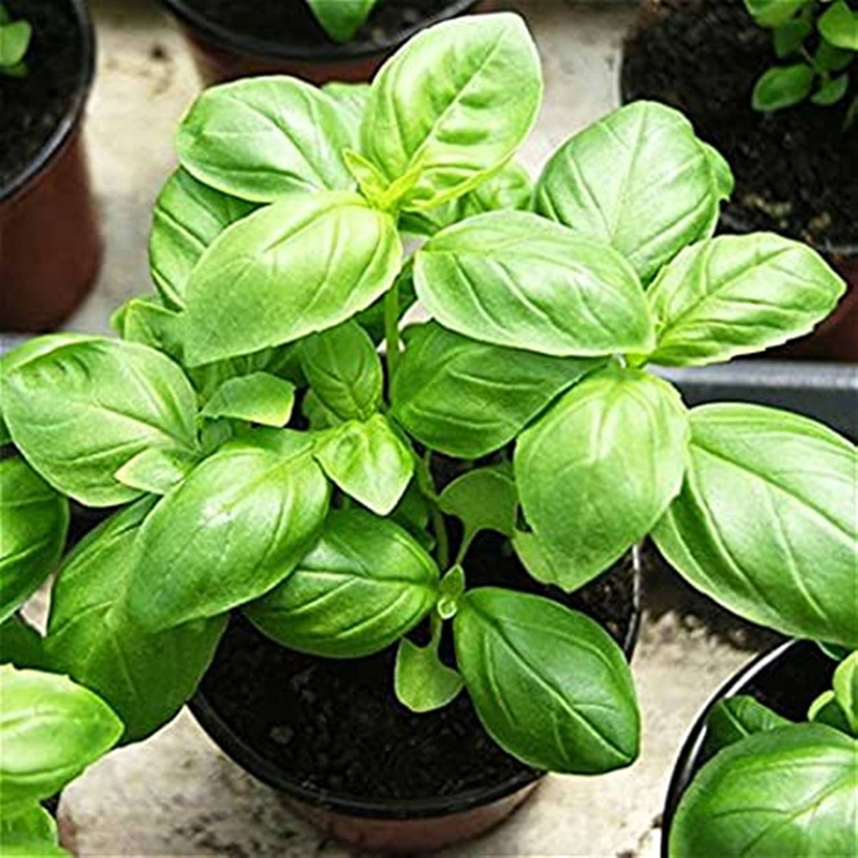 一盆盆栽羅勒，葉子茂盛翠綠。