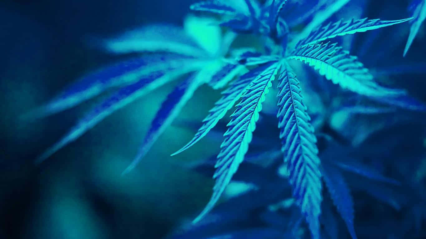 發光的藍色大麻葉，柔和對焦。