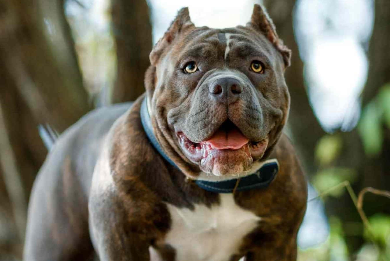 英俊忠誠的安納托利亞牧羊犬 壁紙 — 一隻肌肉發達的棕白色比特犬，眼睛明亮，戴著藍色項圈，在陽光明媚的森林裡開心地微笑。