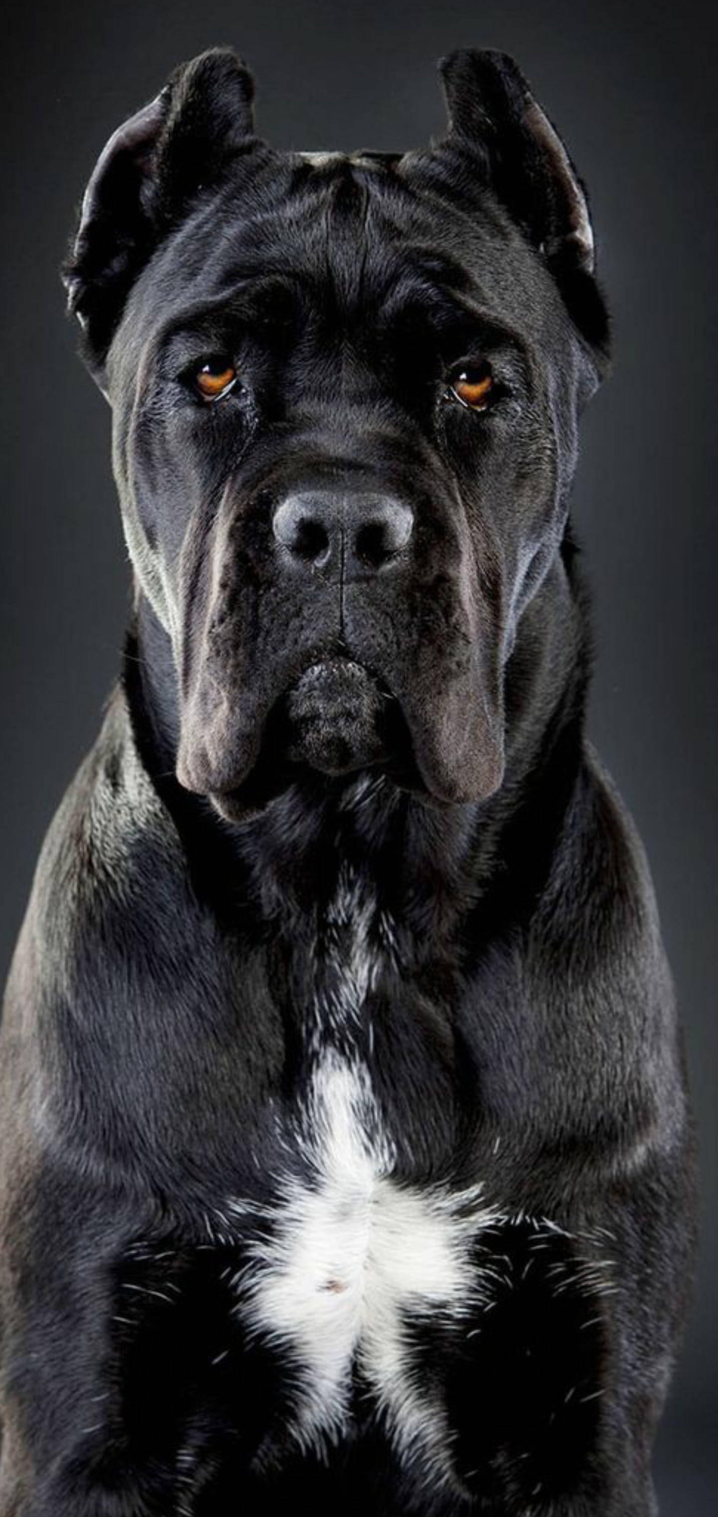 英俊的卡內羅索犬 壁紙 — 一隻威嚴的黑色卡斯羅犬，擁有琥珀色眼睛和白色胸部標記，在深灰色背景下專注地凝視。