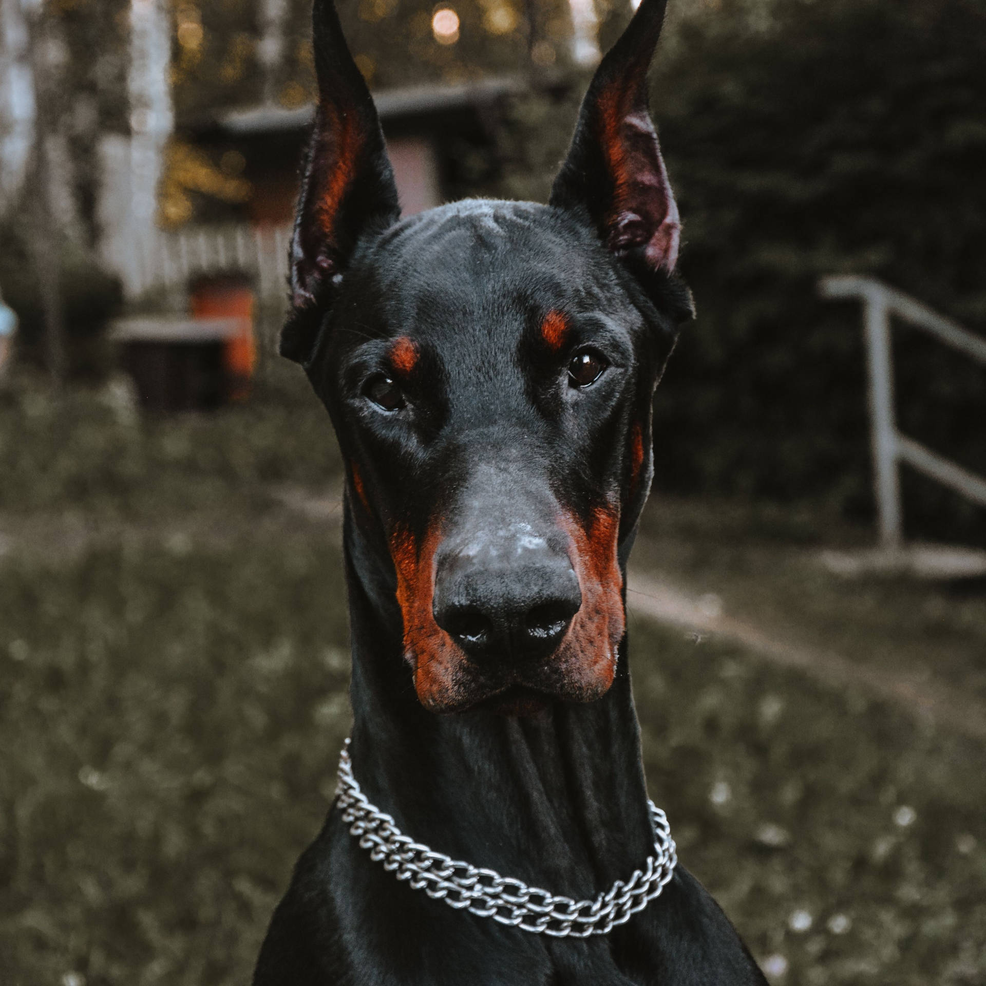 一隻帶有紅色斑紋的黑色杜賓犬，在黃昏時戶外佩戴銀色鏈條項圈。