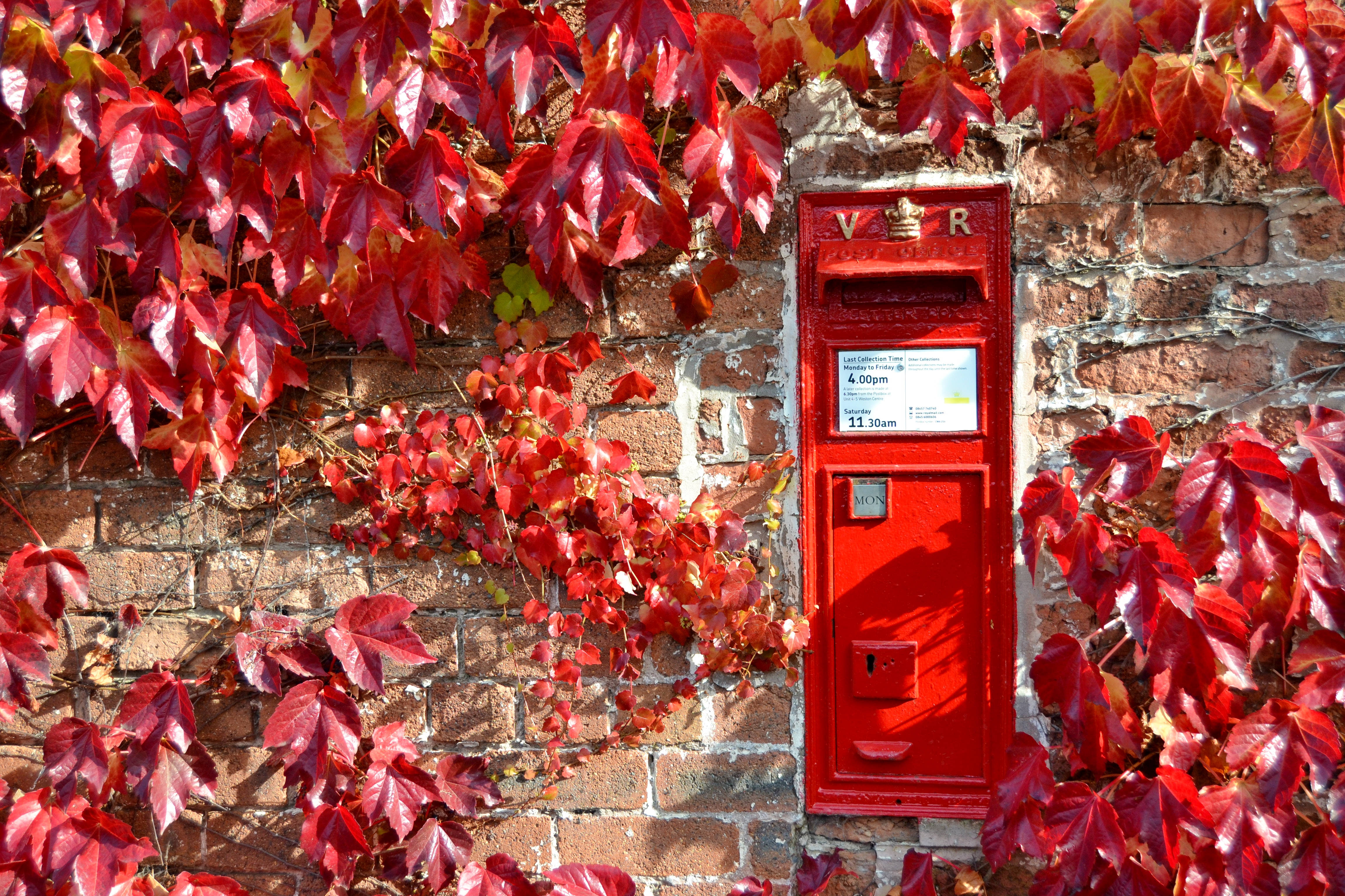 英國紅色皇家郵箱 壁紙 — 一個經典的紅色英國郵筒嵌在磚牆中，周圍環繞著鮮豔的深紅色秋葉。