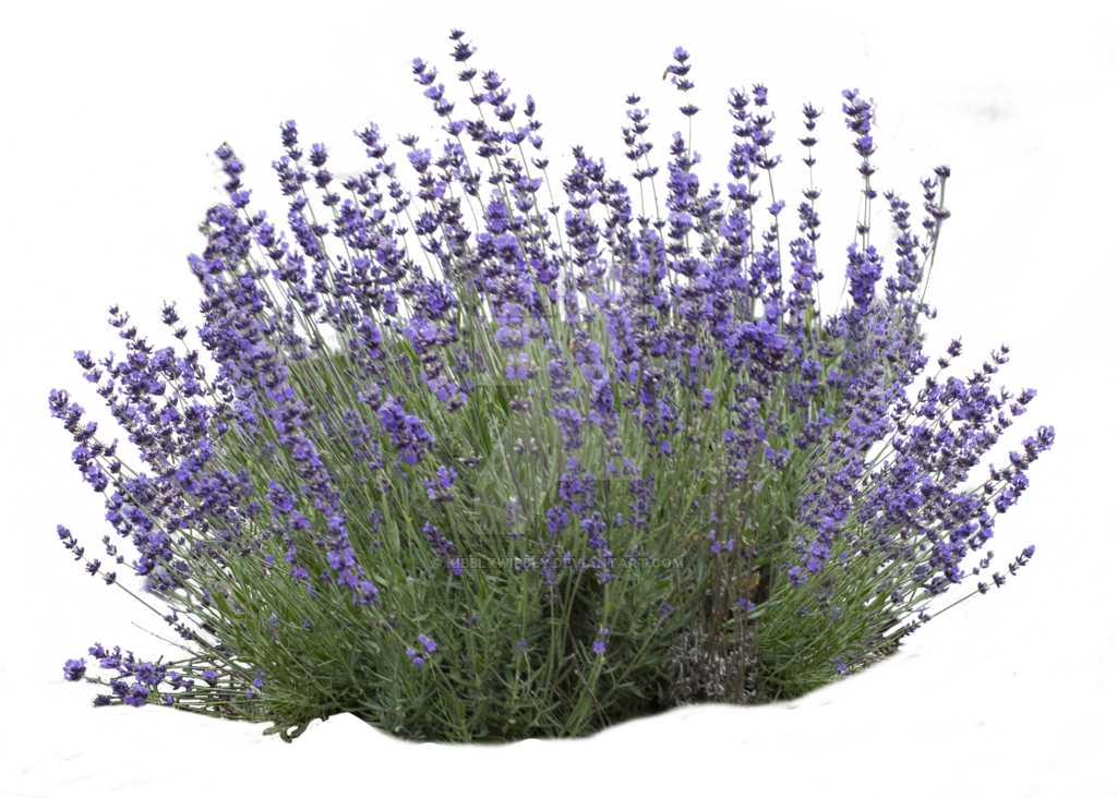 英國薰衣草花簇 壁紙 — 一簇充滿活力的紫色薰衣草花朵，帶有綠色莖幹，襯托在鮮明的黑白抽象背景上。