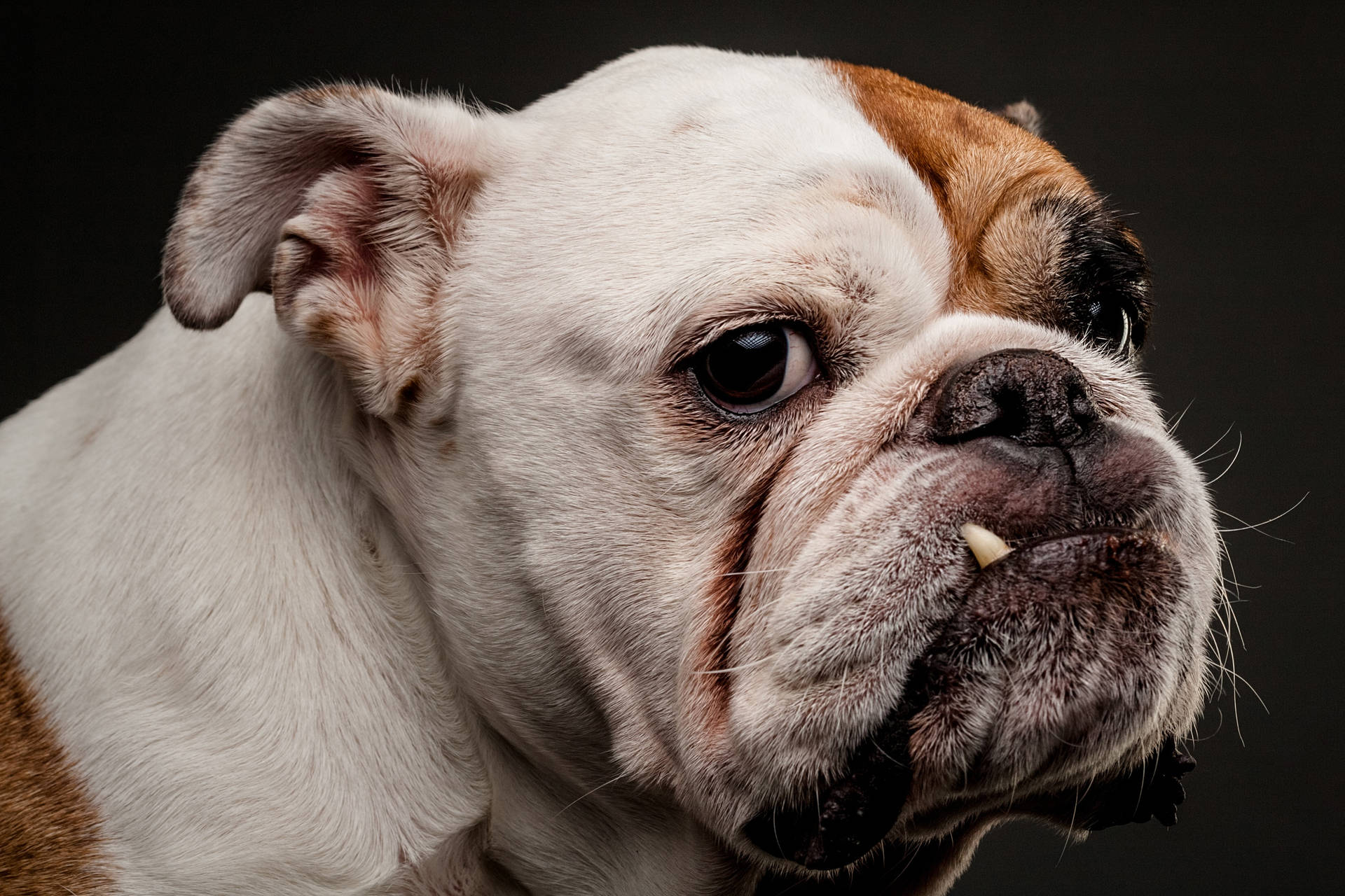 鬥牛犬特寫，毛色白啡相間，表情嚴肅，背景黑色。