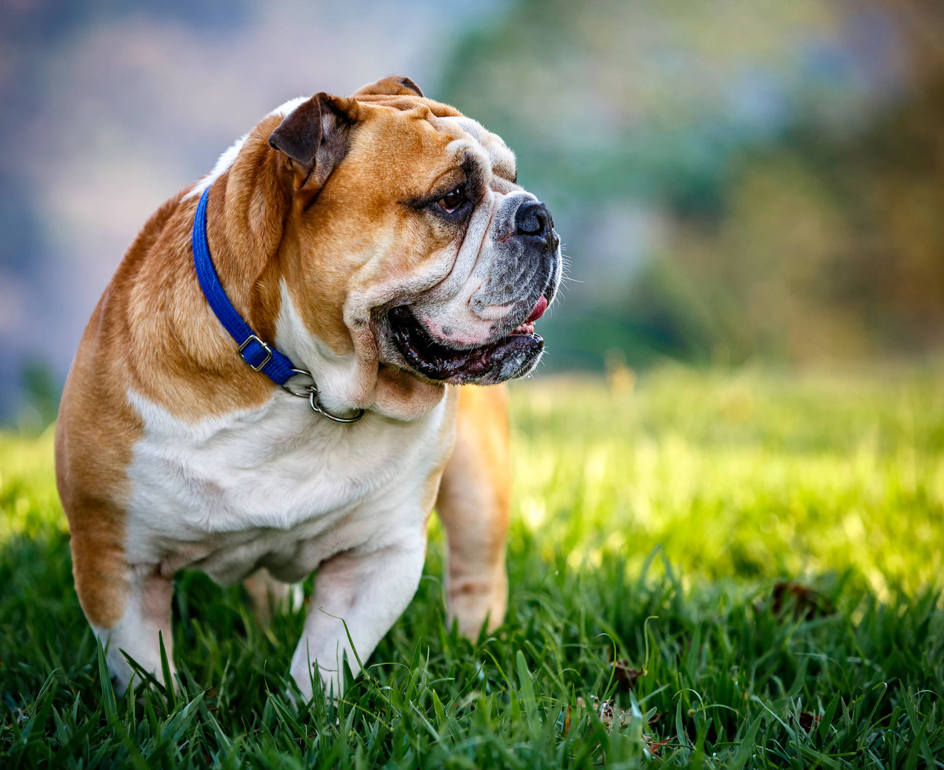 一隻戴著藍色項圈的鬥牛犬站在明亮的陽光下的綠色草地上。